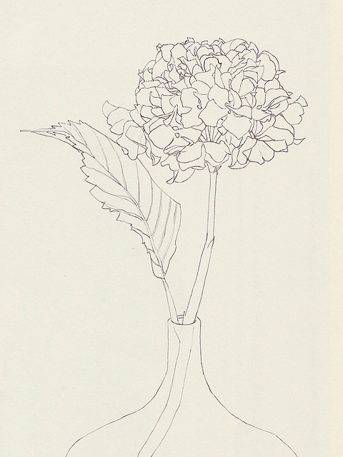 hydrangea.jpg