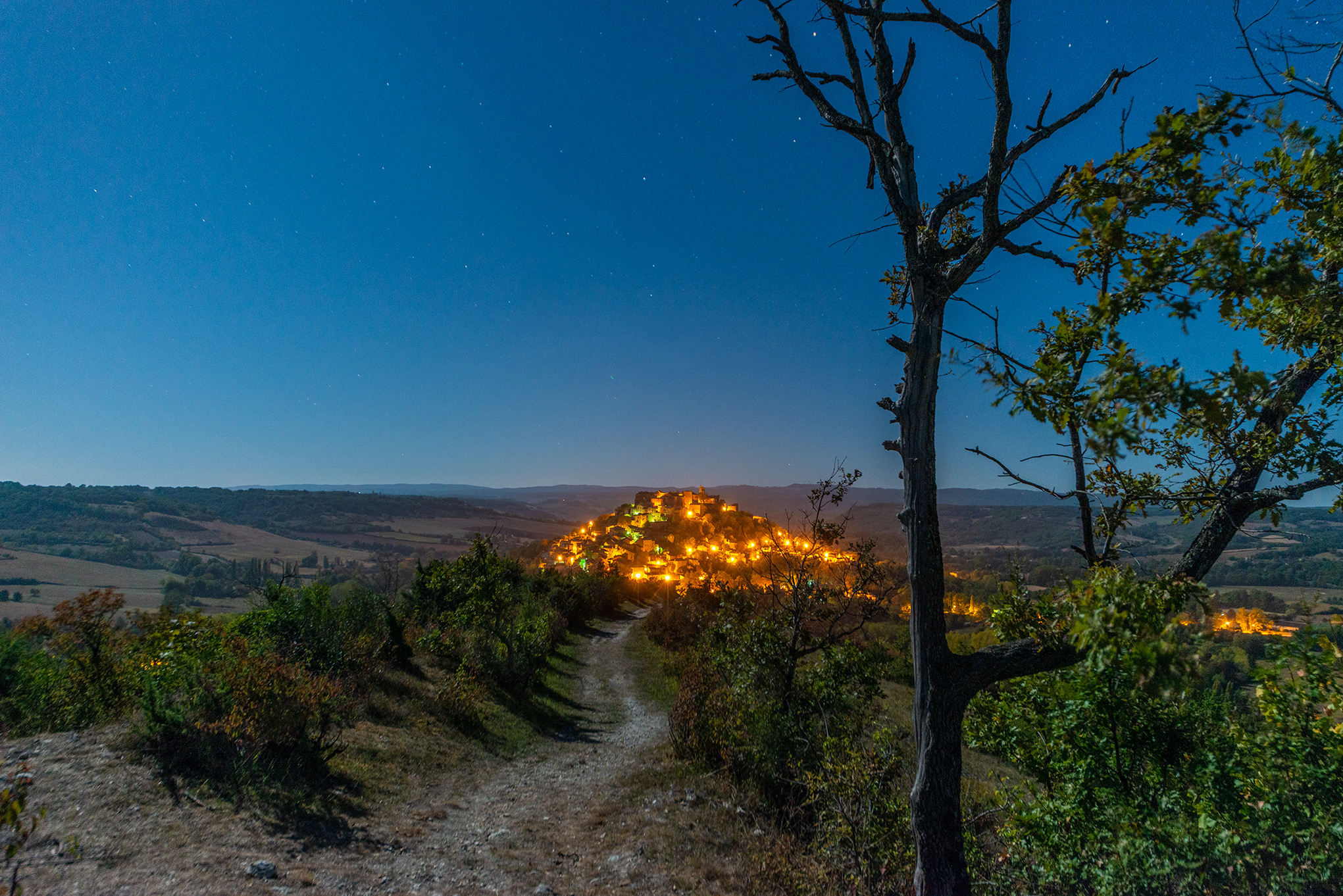 cordes_tree_midnight.jpg