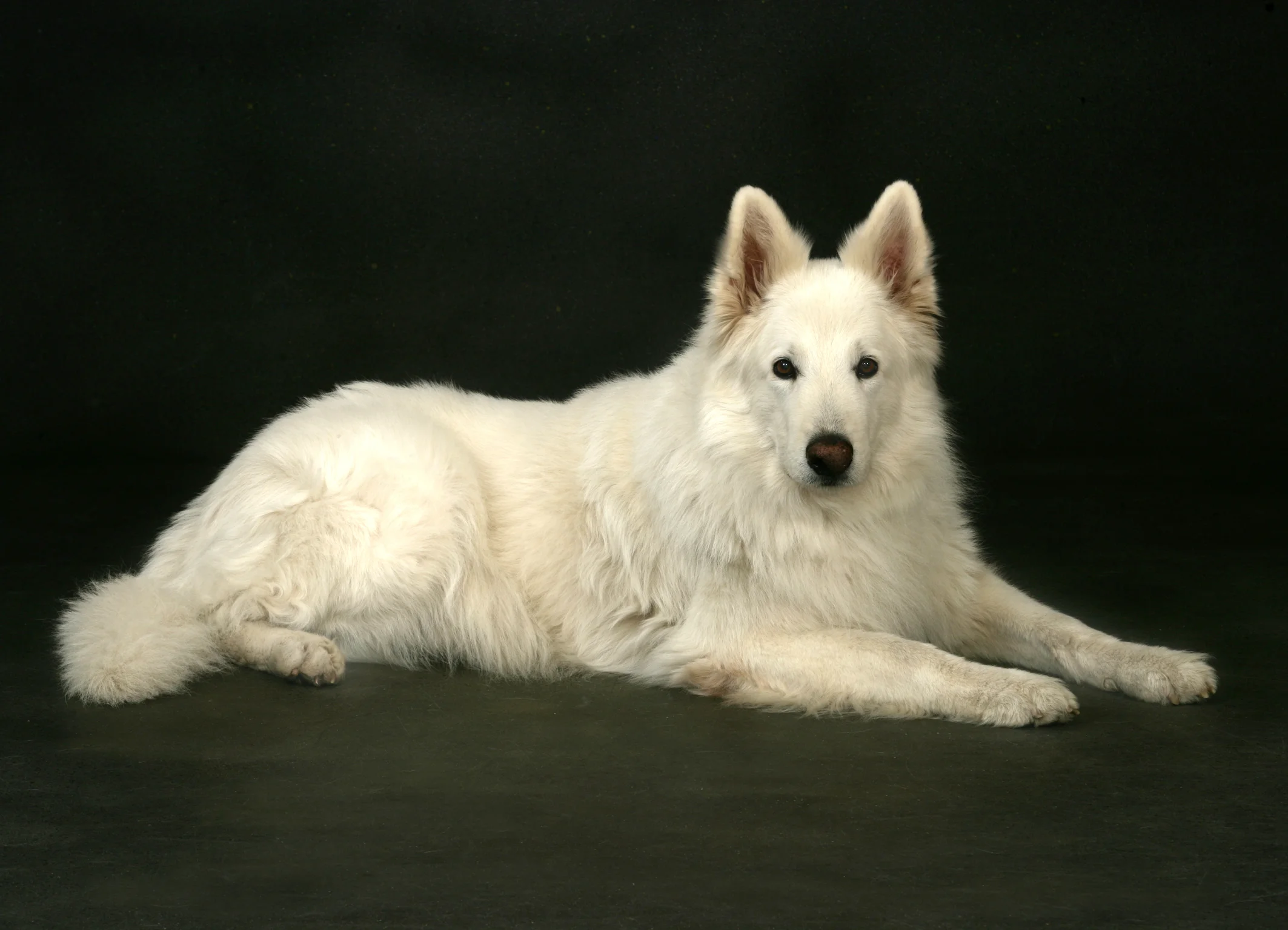 Tiere 7.jpg