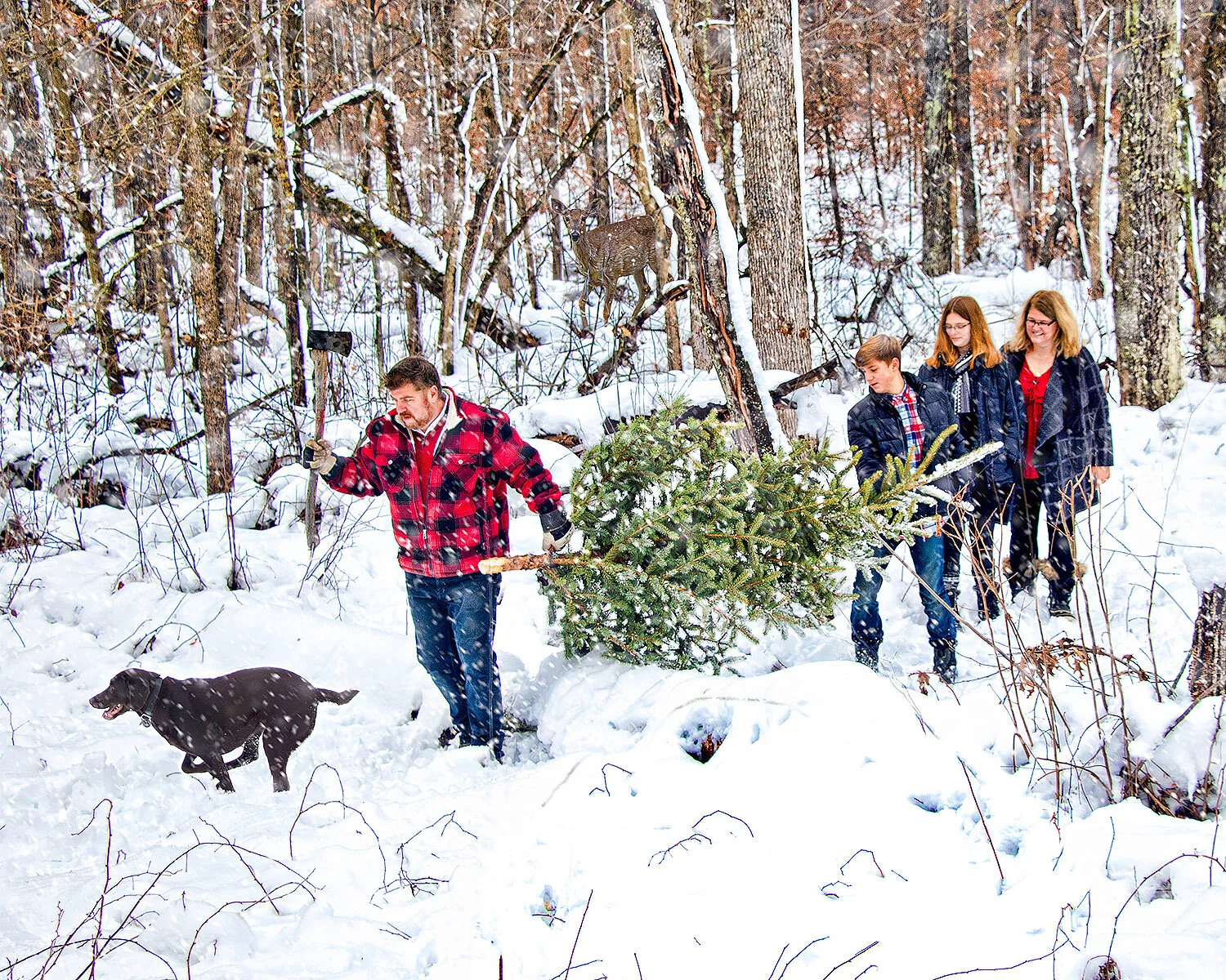 Cutting the Christmas Tree