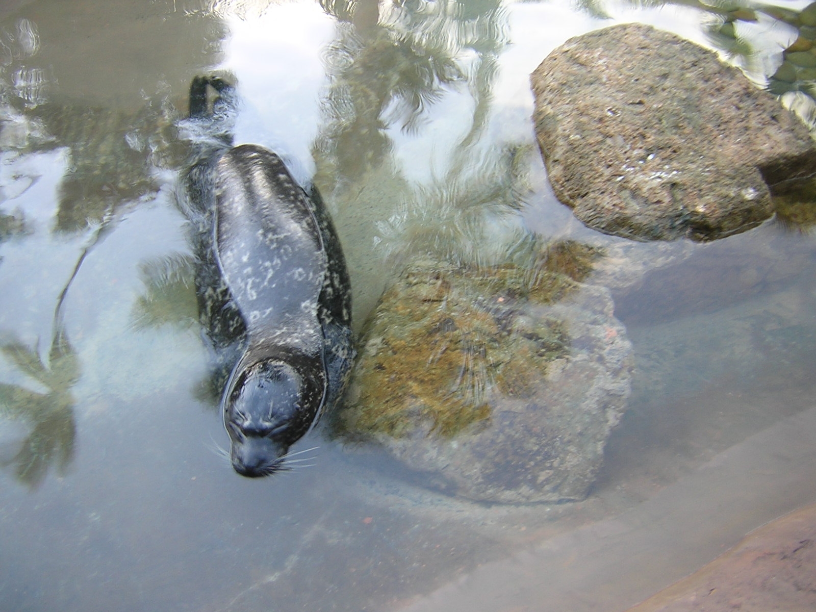 California seal.jpg