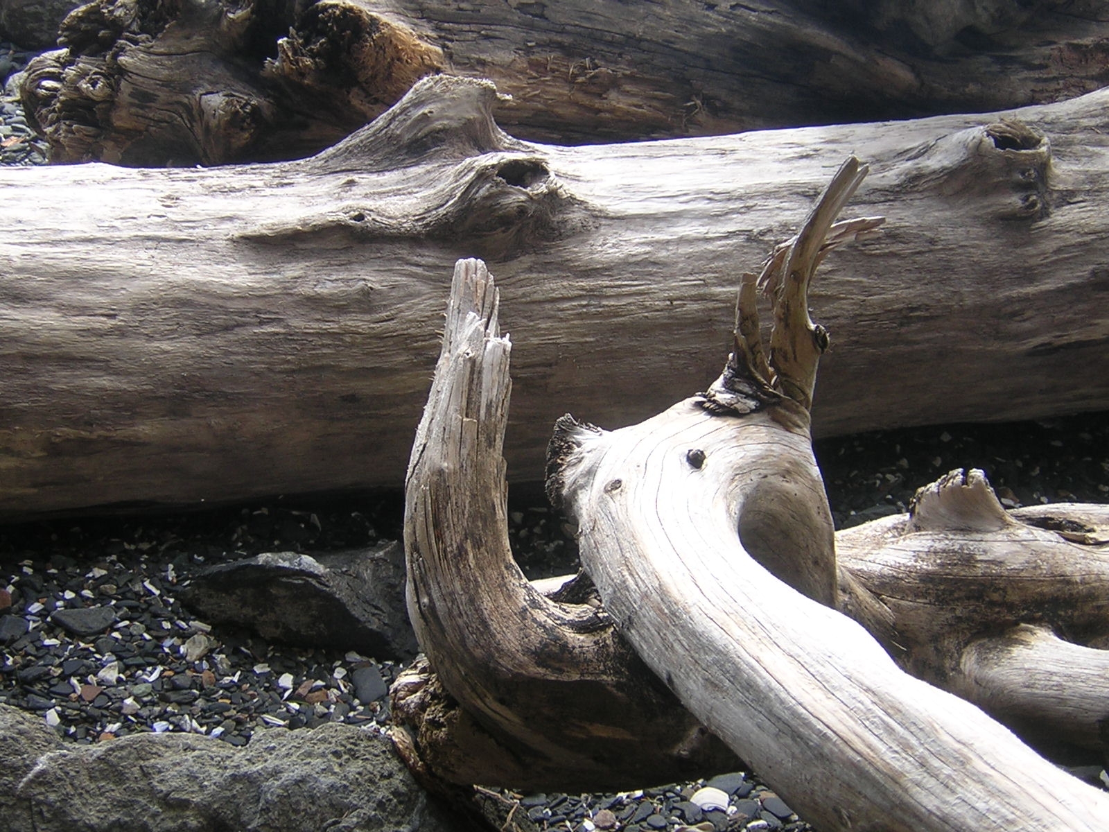 Driftwood.jpg