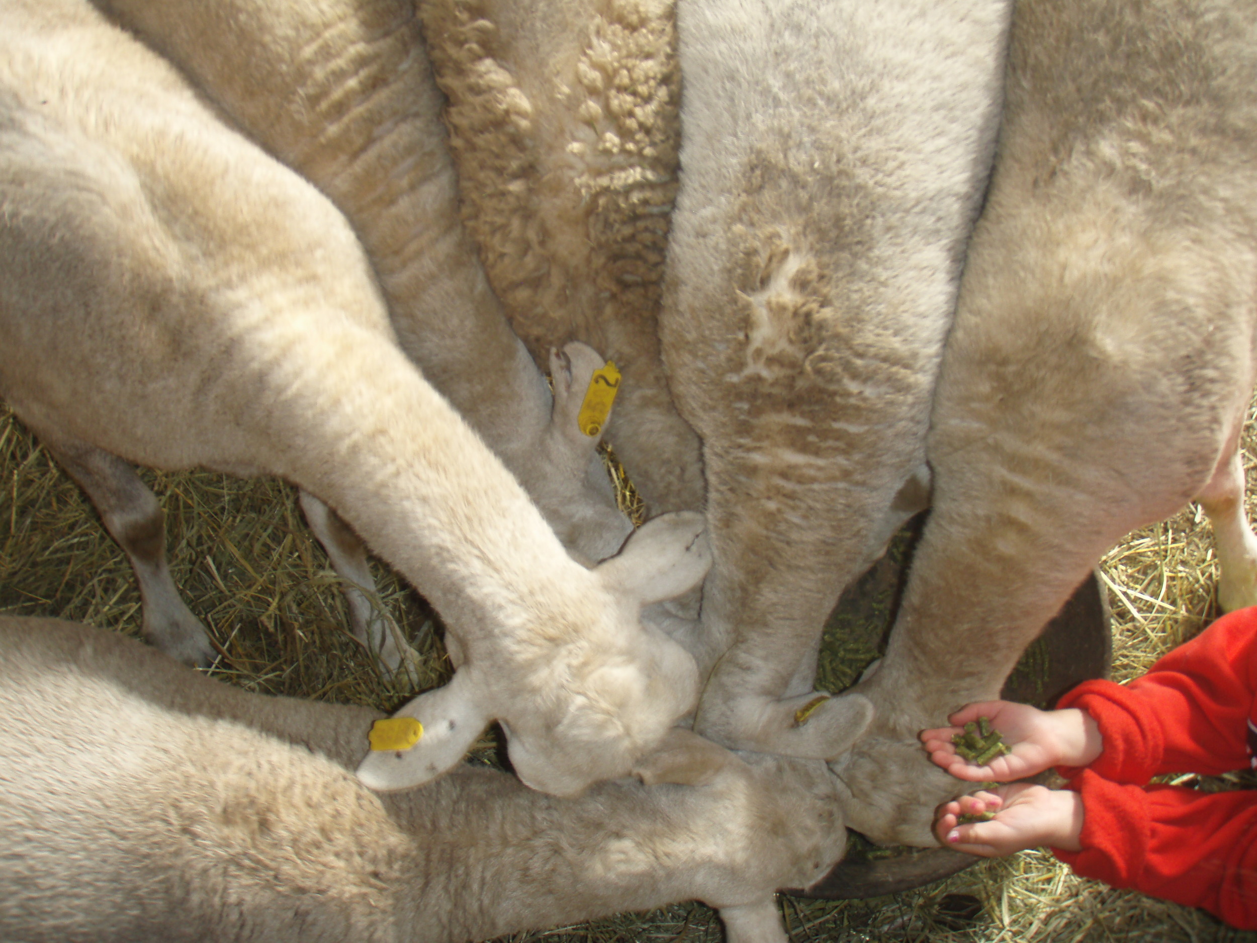 Feeding sheep.jpg