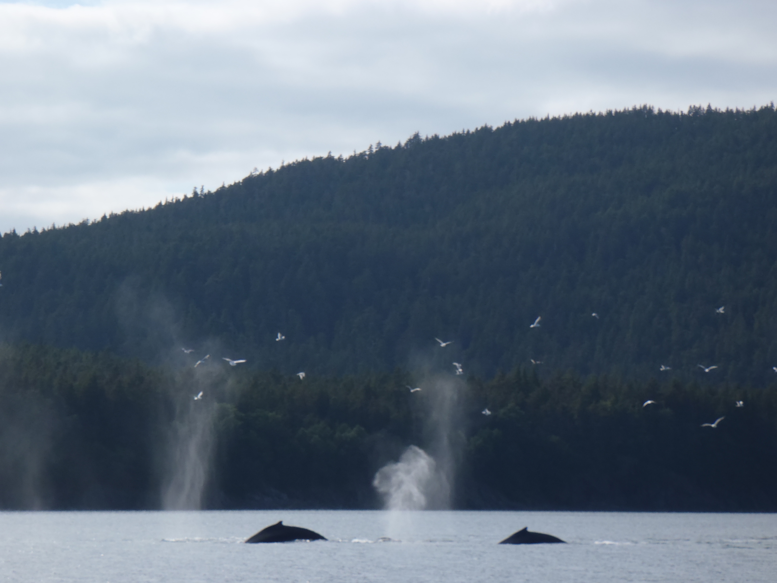 Humpback whales.jpg