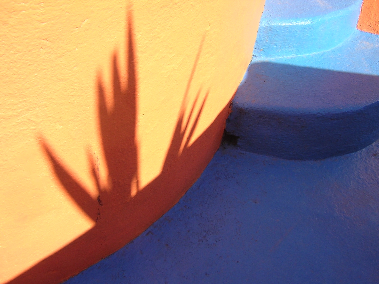 Mexico frond shadow.jpg