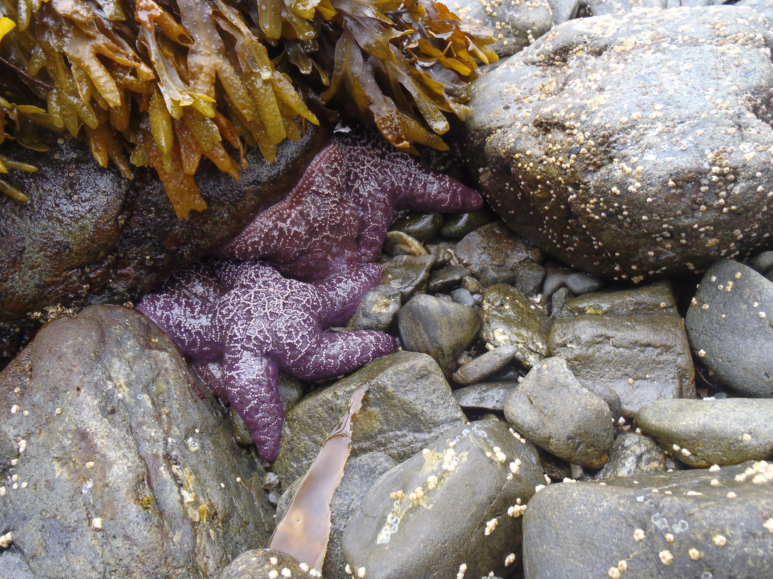 Seaweed and starfish.jpg