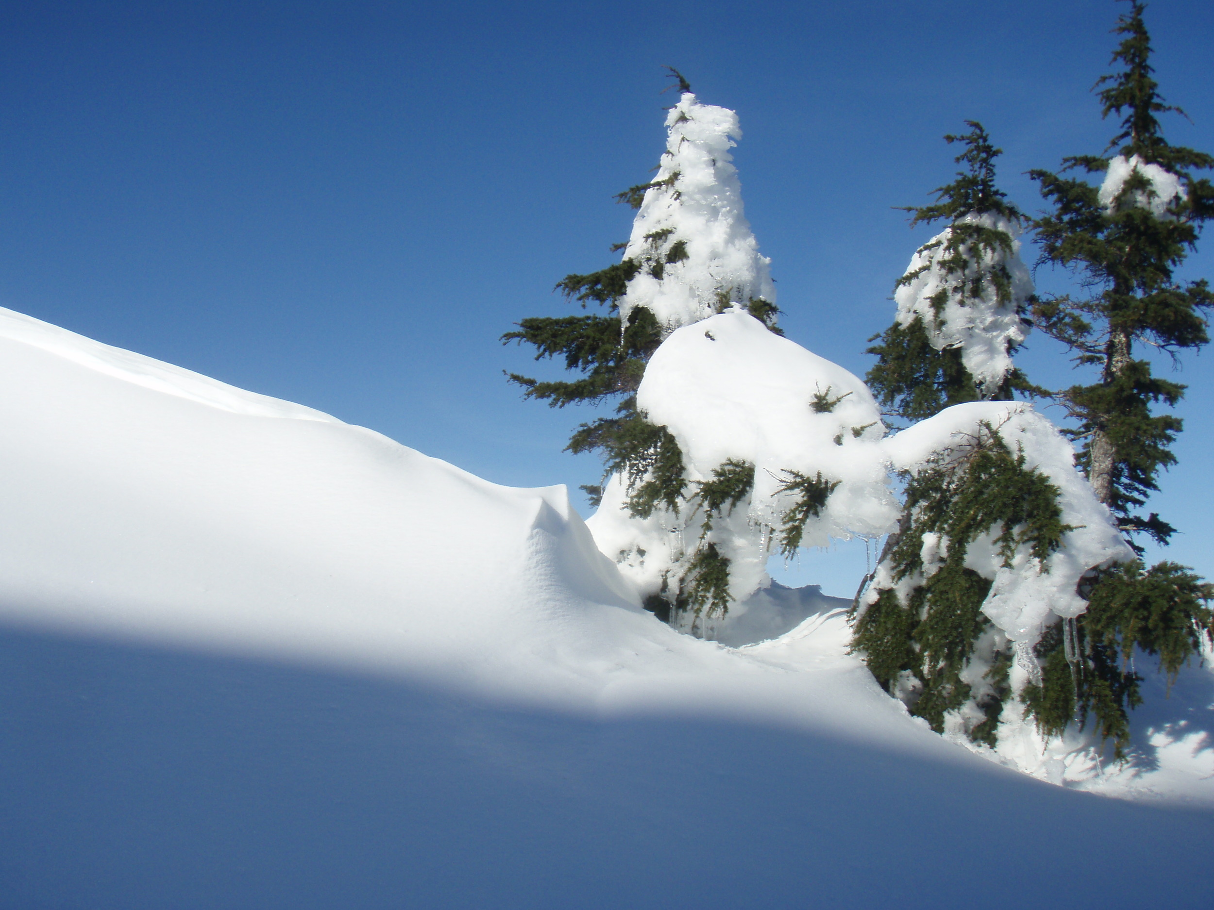 Trees on the ridgetop.jpg