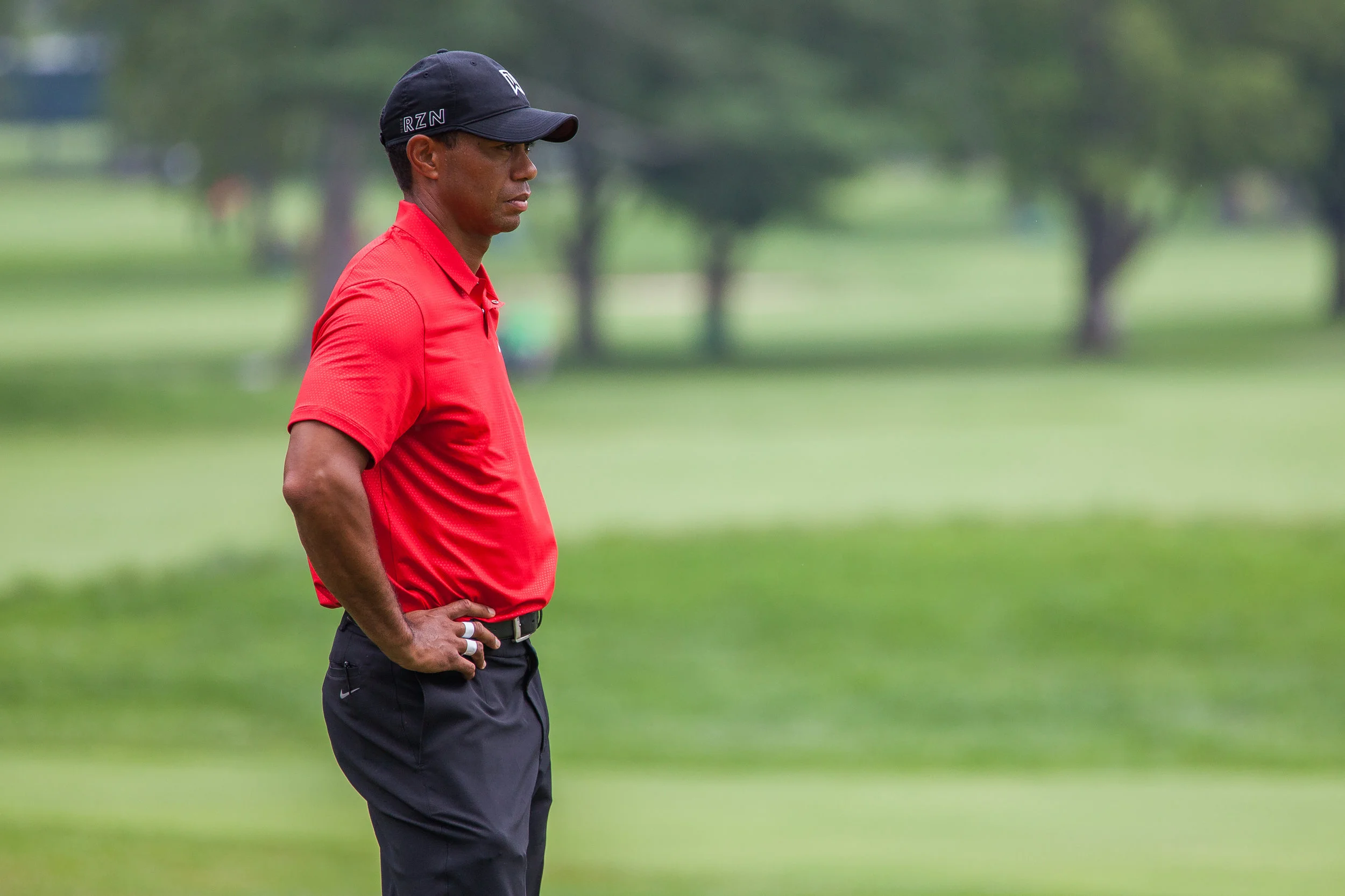 Tiger.jpg
