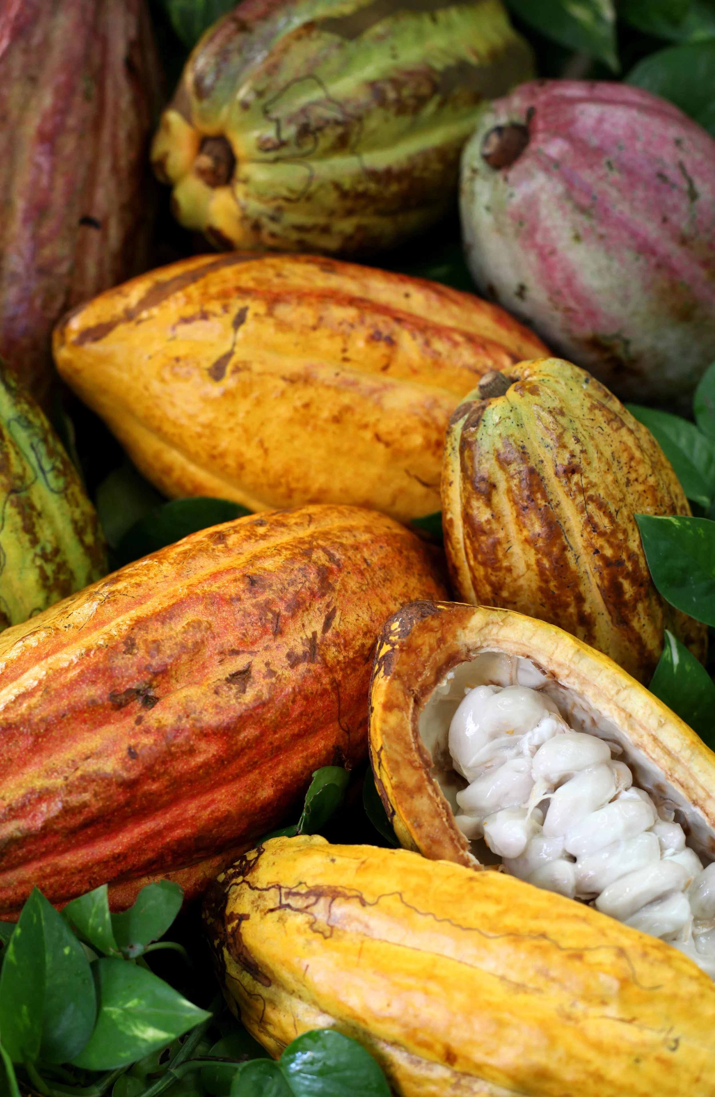 Trinitario cocoa pods, Santo Domingo.