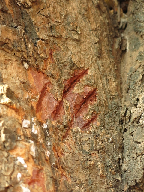 Primal-Pathways-South-Luangwa-Walking-Safari-Claw-Marks.jpg