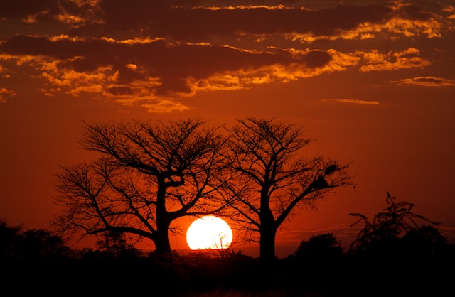 Primal-Pathways-South-Luangwa-Walking-Safari-Baobab-Sunset.jpg