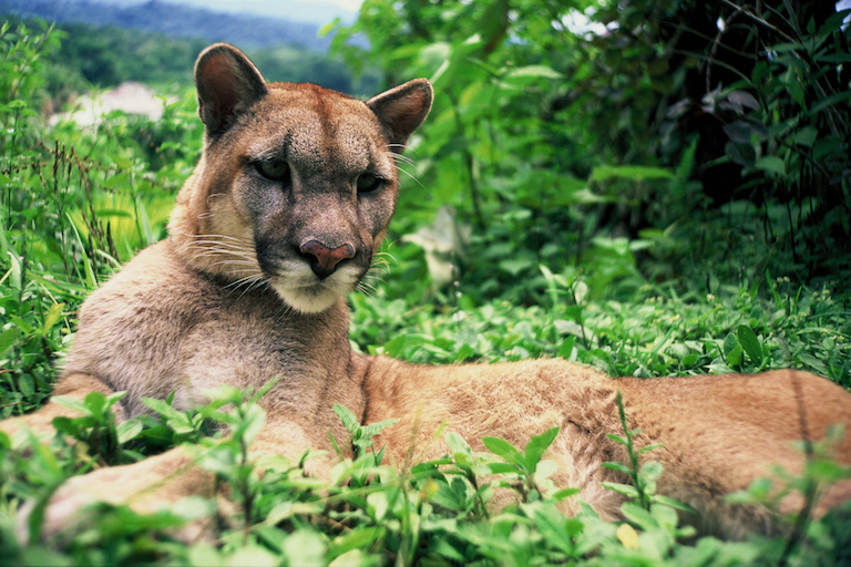  Rehabilitating a puma in the forests of Bolivia 