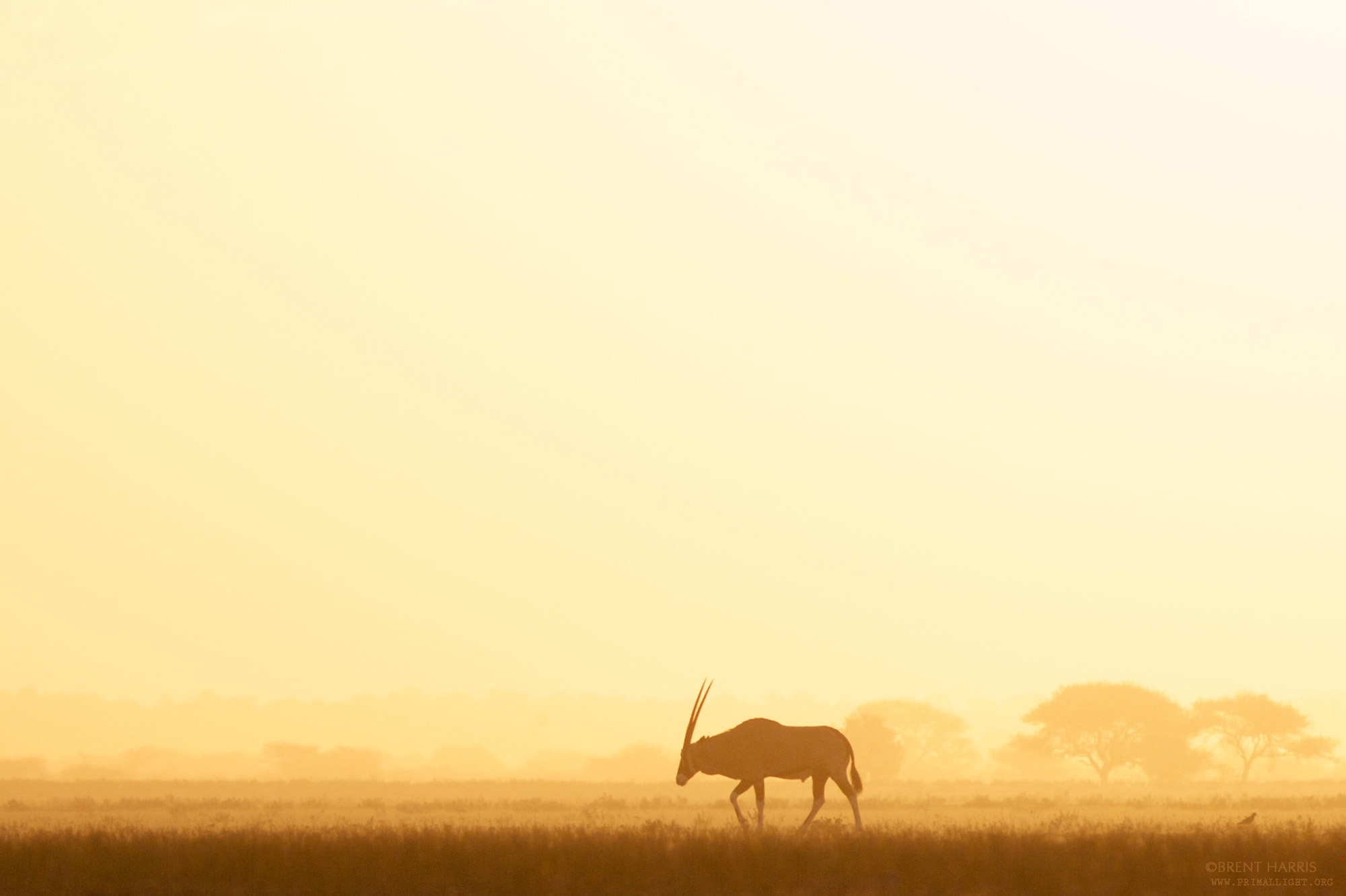  Botswana: Kalahari Desert 