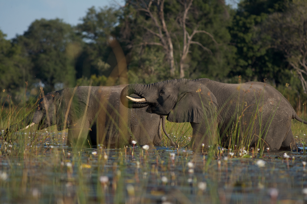  Okavango Delta: in the reeds with elephants 