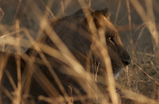 Primal-Pathways-South-Luangwa-Walking-Safari-Young-Lion.jpg