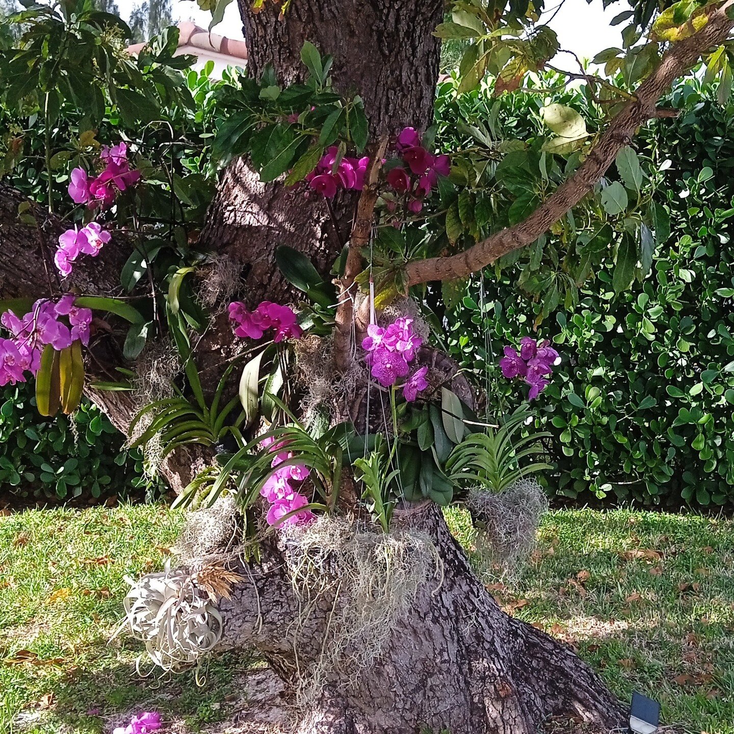 Wonderfull orchids tied on trees! To renew your spirit when you get at home after a hard and long day!