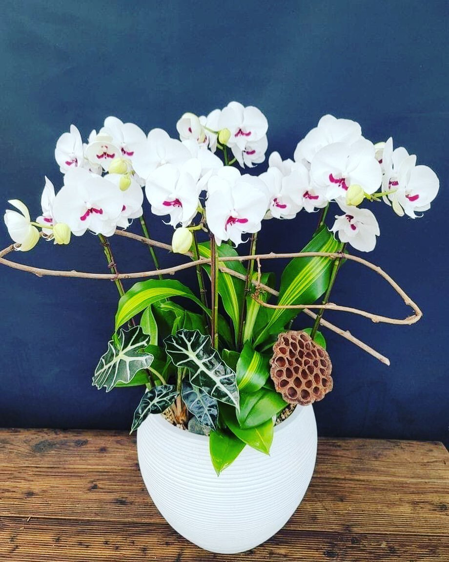 Celebrate mom on mother&rsquo;s day with a no brainer #flowers especially #orchids they last for weeks or months! Secure your order now #motherlove #mothersday link in bio!💐🌸🌷🌻💕💕 we will deliver in South Florida all day Sunday May 14