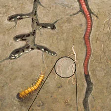 soil.jpg