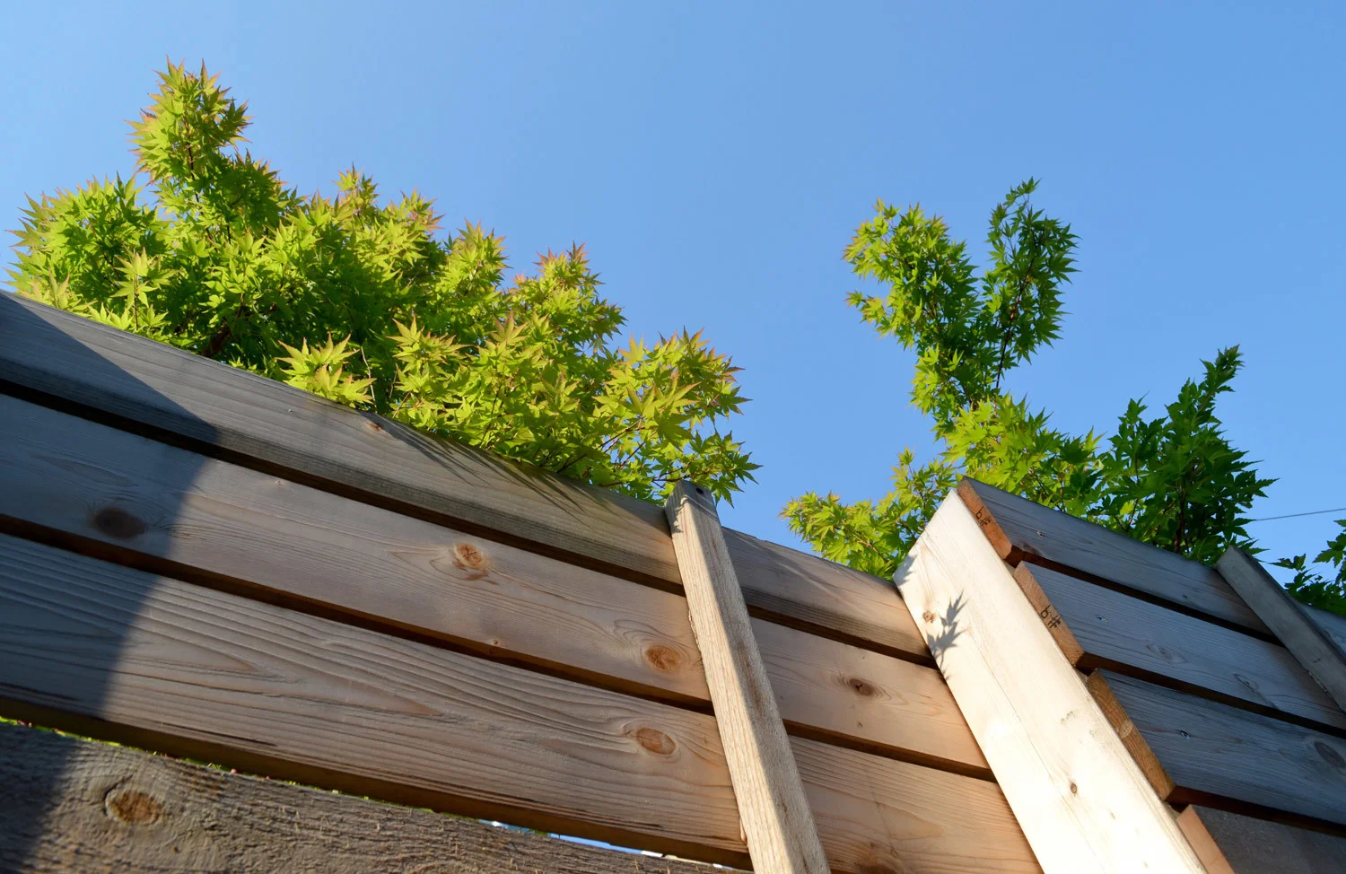 Guinto-Nordstrom_back-of-fence_reduced.jpg