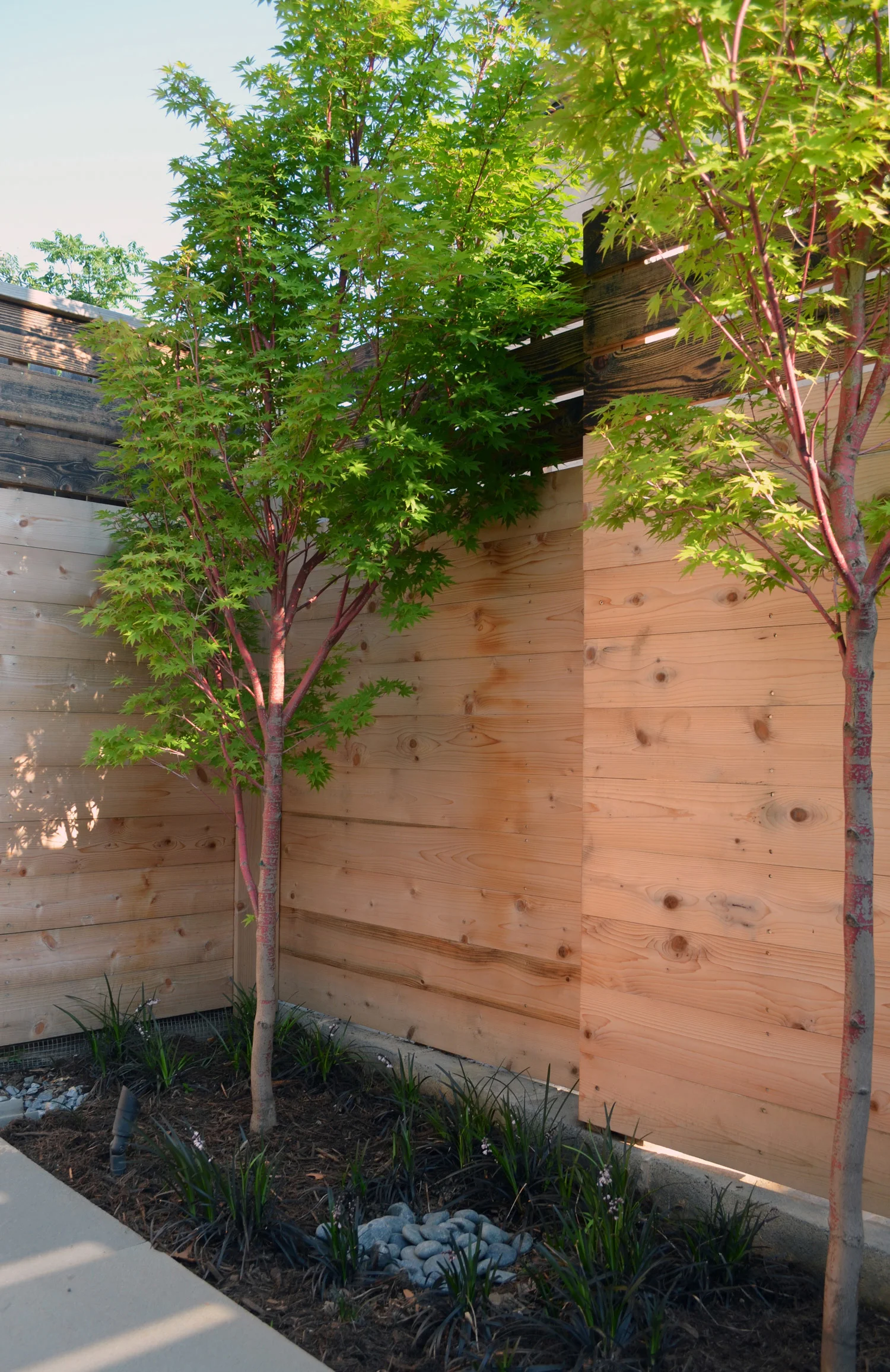 Guinto-Nordstrom_Japanese-maples2_reduced.jpg