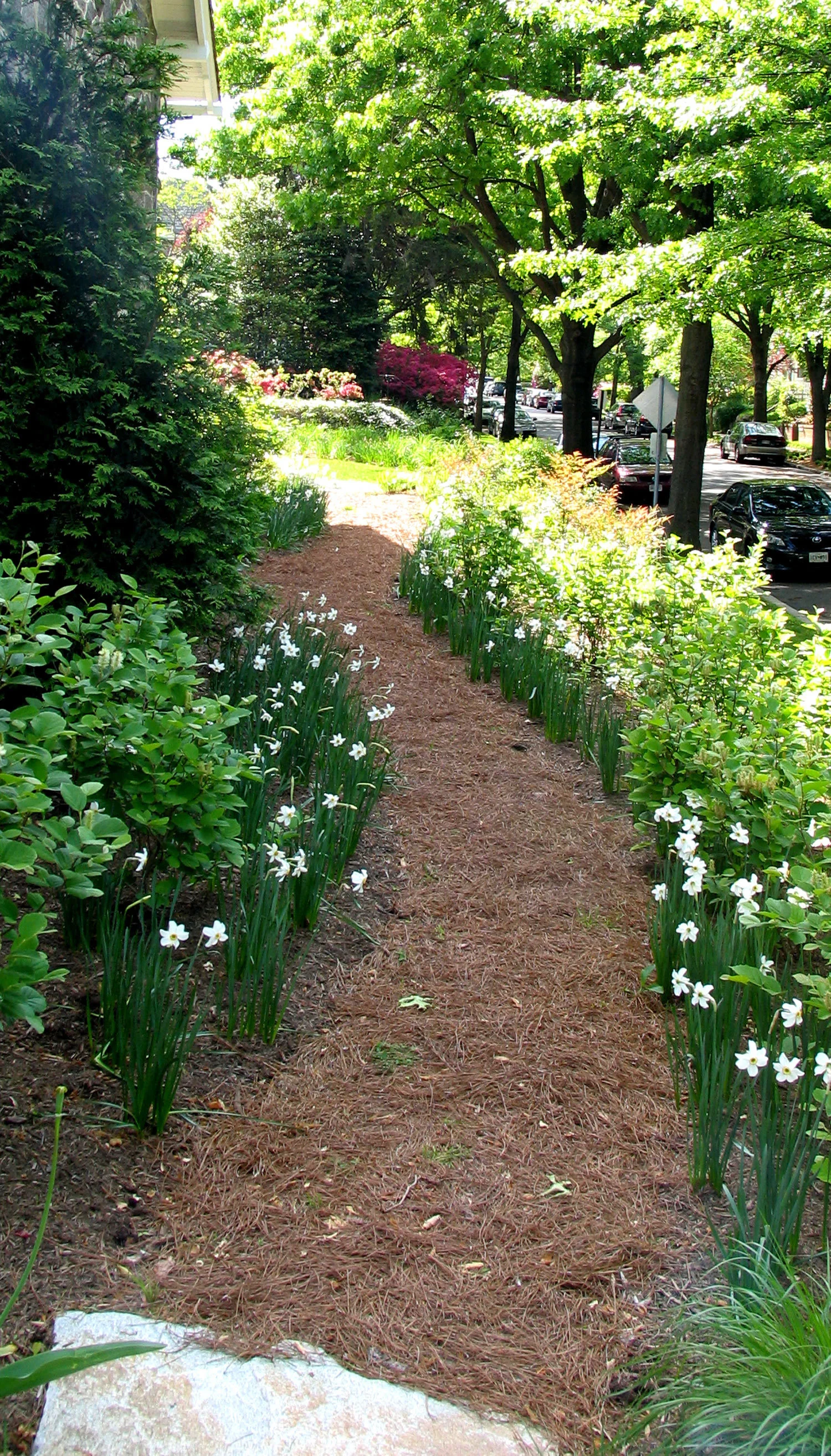 Project Location: Washington, DC (Chevy Chase) Completion: Fall 2011 General Contractor: JM Landscaping Primary Material Palette: Old Spruce Mtn. flagstone, select blue thermal finish bluestone, ipe, pine straw Photos By: Moody Landscape Architecture