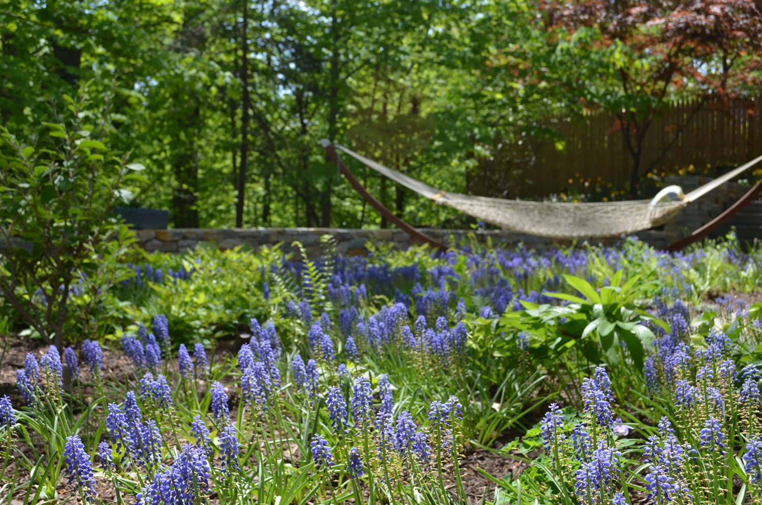 Project Location: Arlington, VA Completion: Spring 2012 General Contractor: Redux Garden & Home Primary Material Palette: full range natural cleft bluestone, select blue thermal finish bluestone, Maryland fieldstone, Bull Run brown and tan stone Photos By: Moody Landscape Architecture (unless noted otherwise)