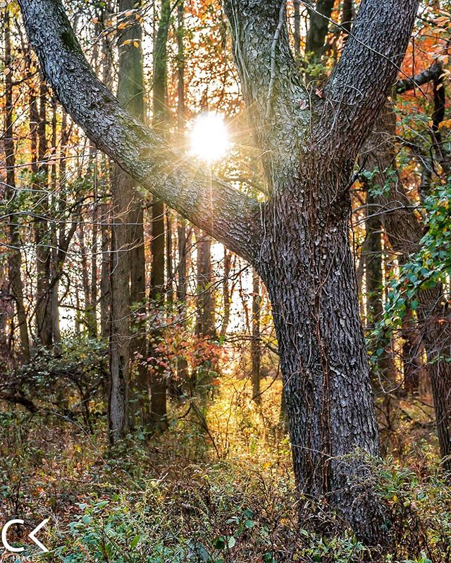 Fall Walks 🍁