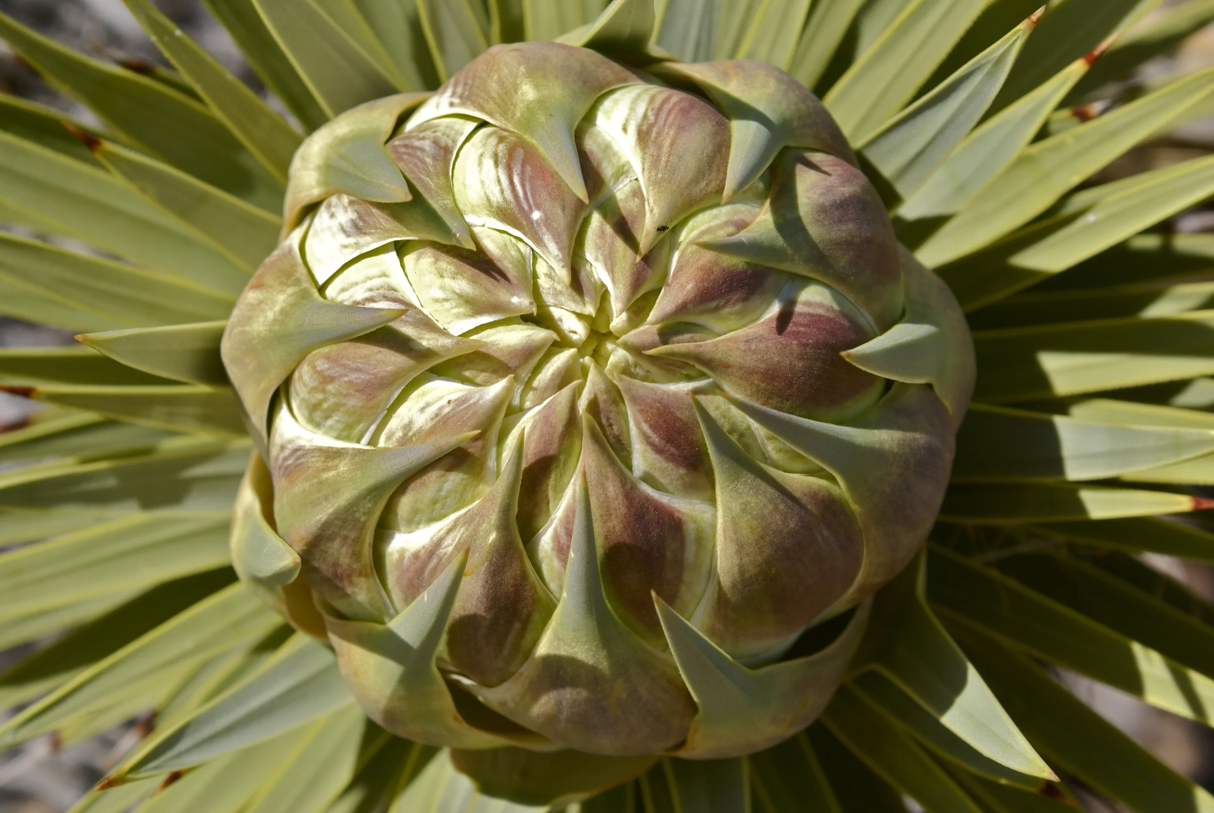 joshua tree bud