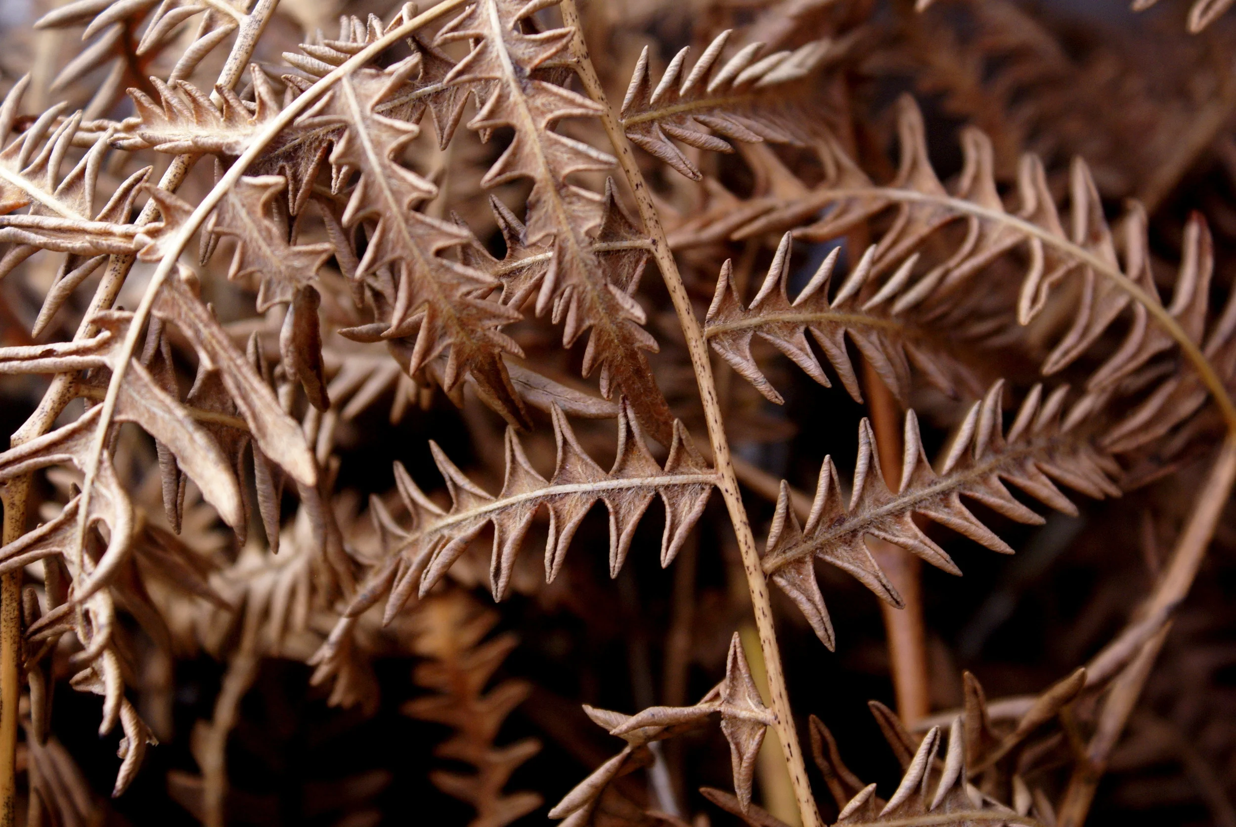 dried fern