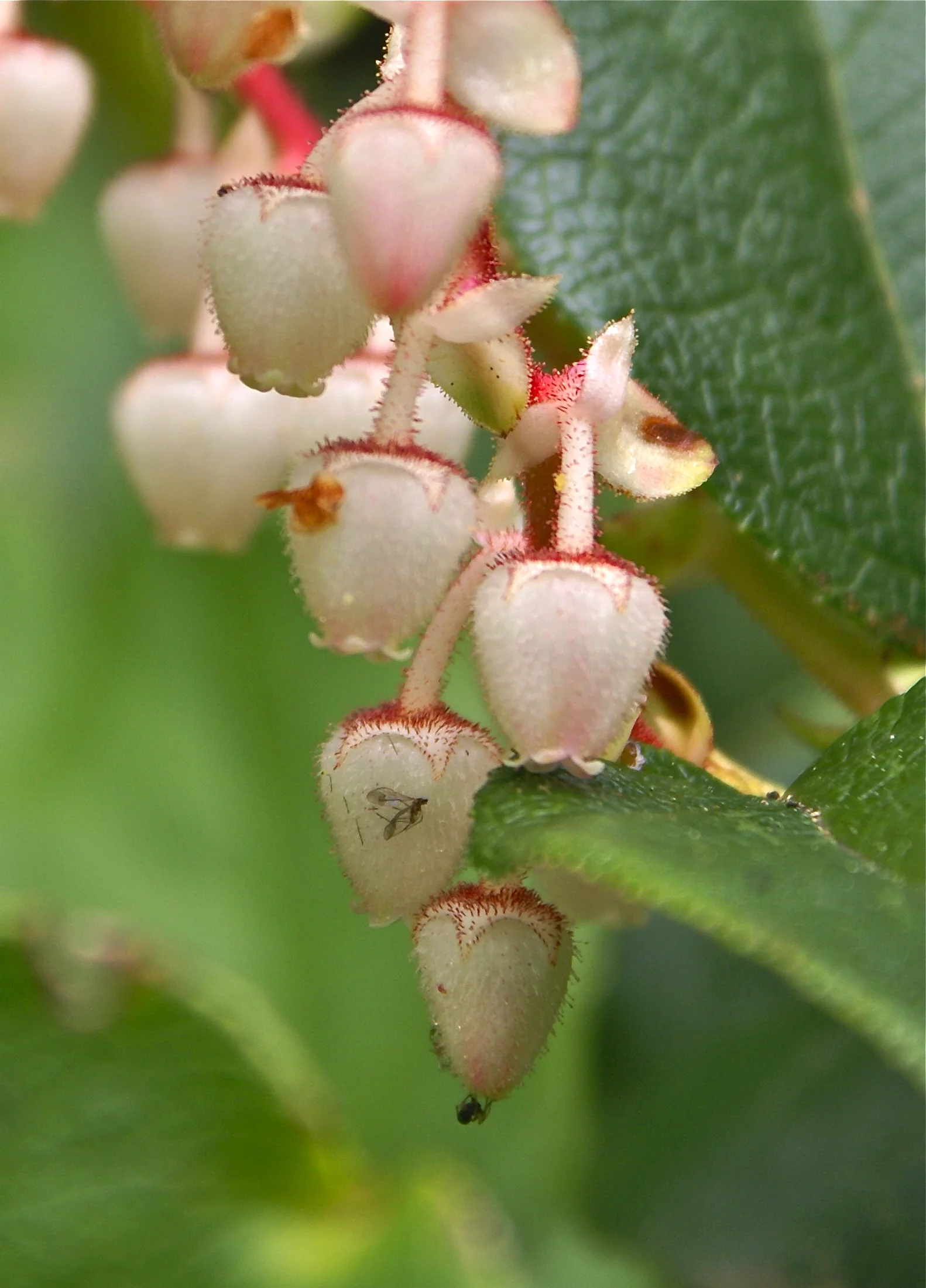 salal flowers