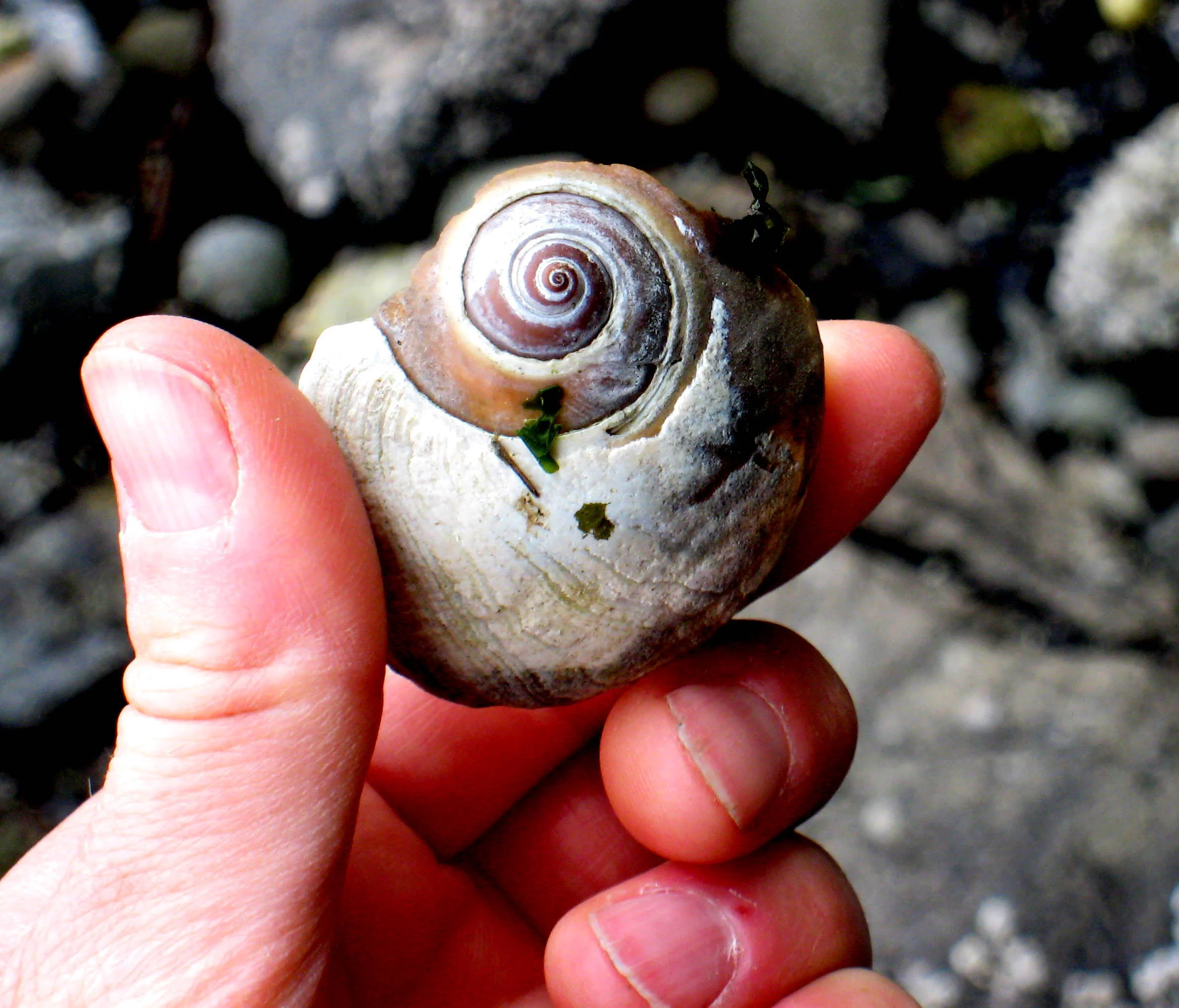 moon snail