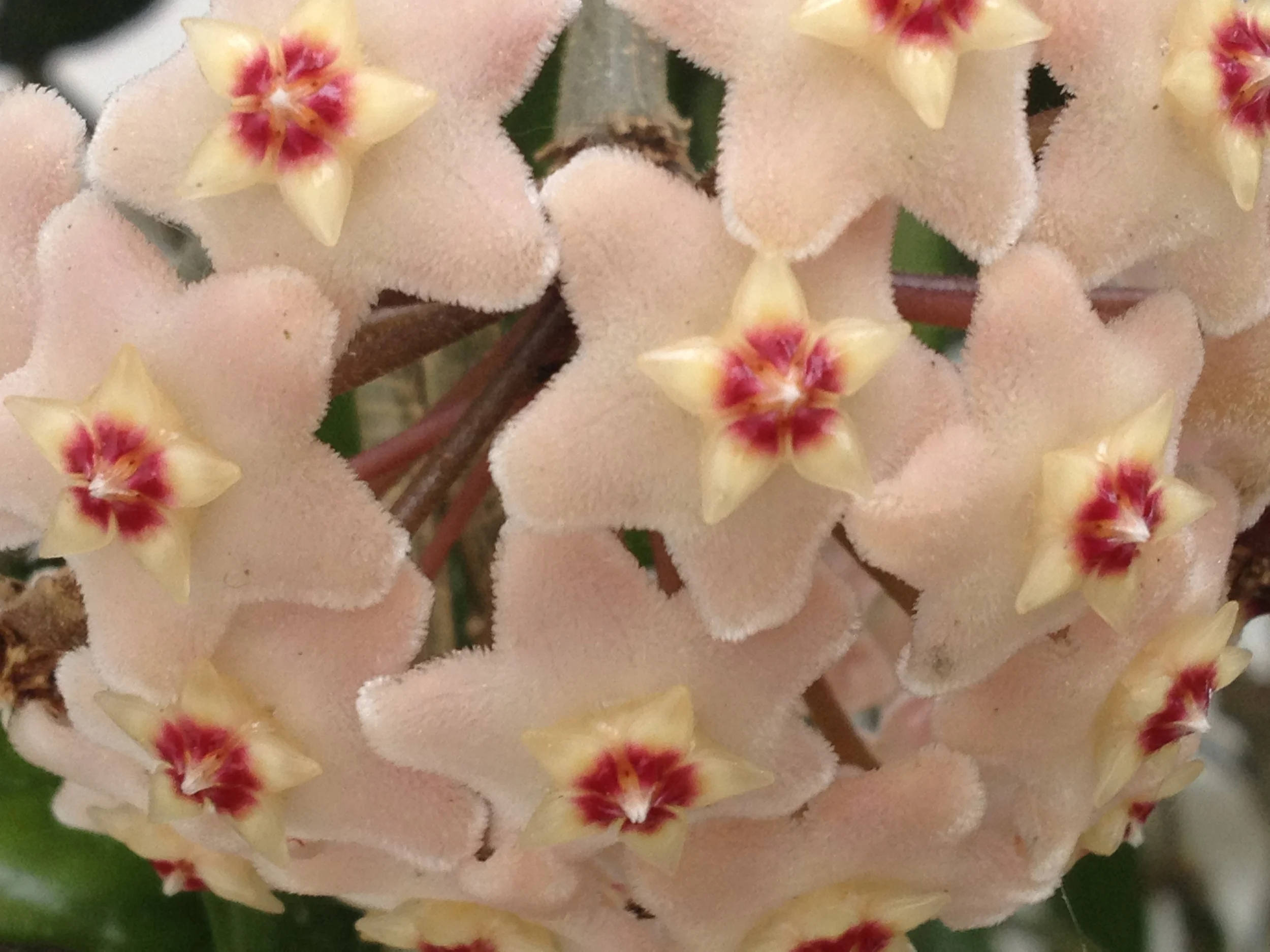 Hoya flowers