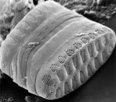 Diatom