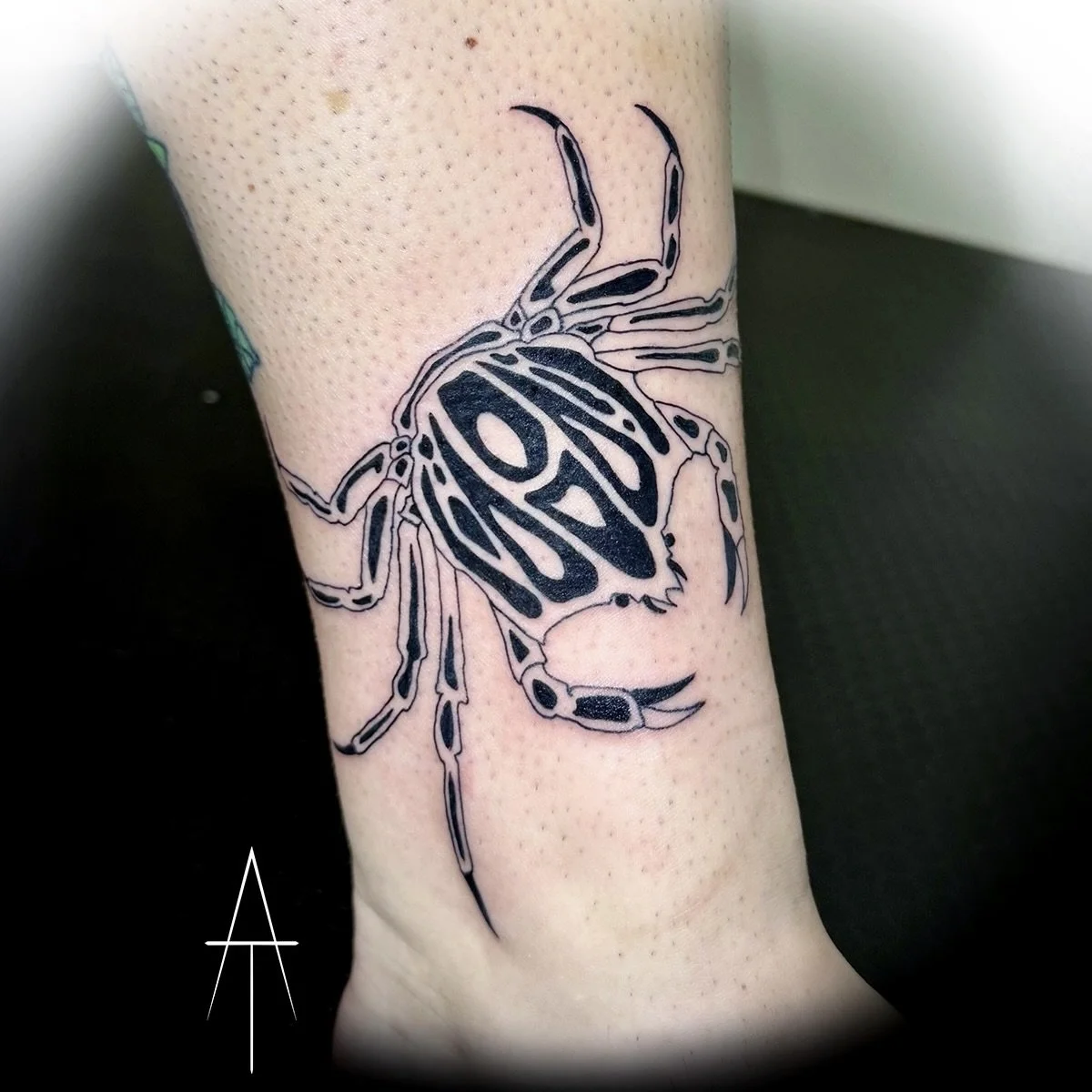 Rachel crab_2026.jpeg