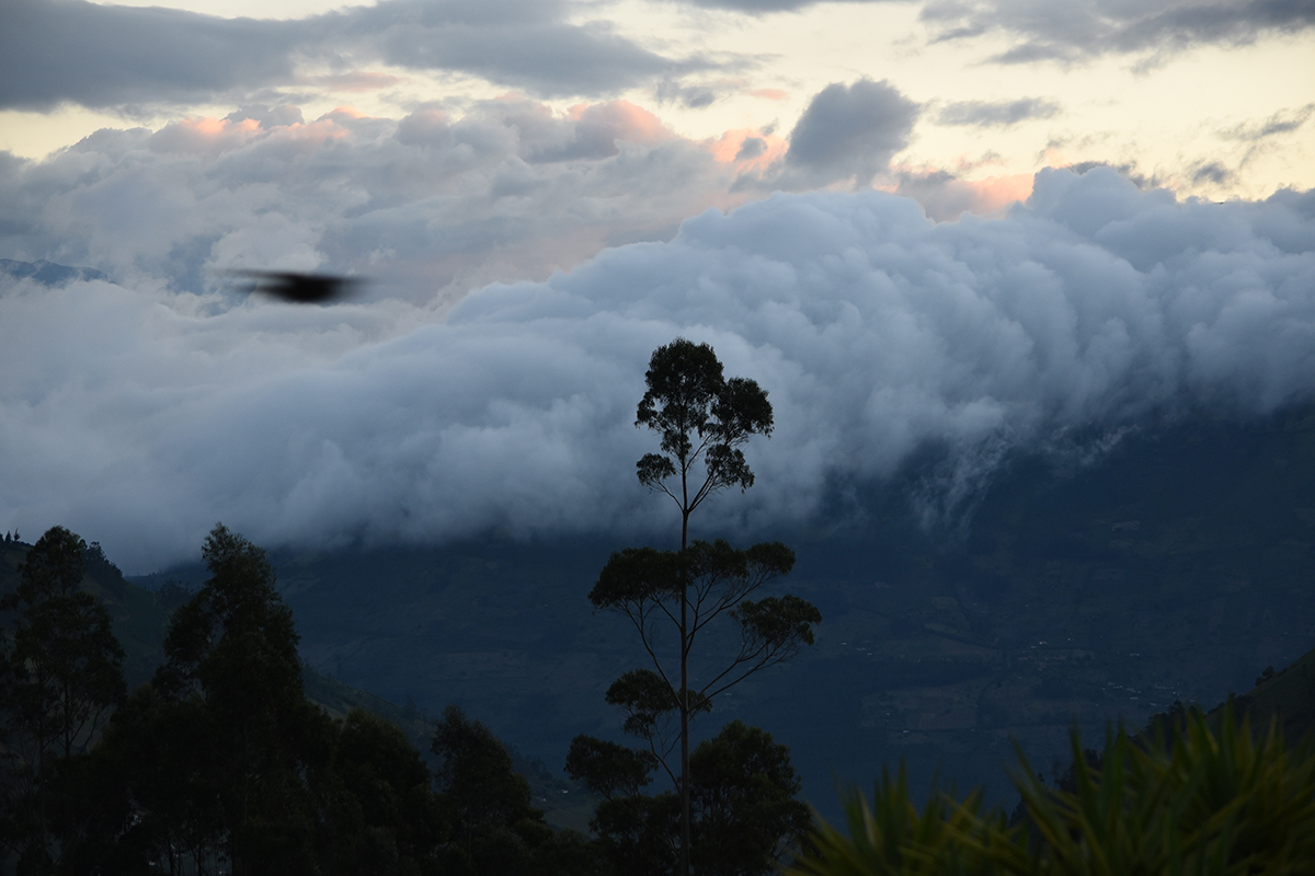 Tree and clouds.jpg
