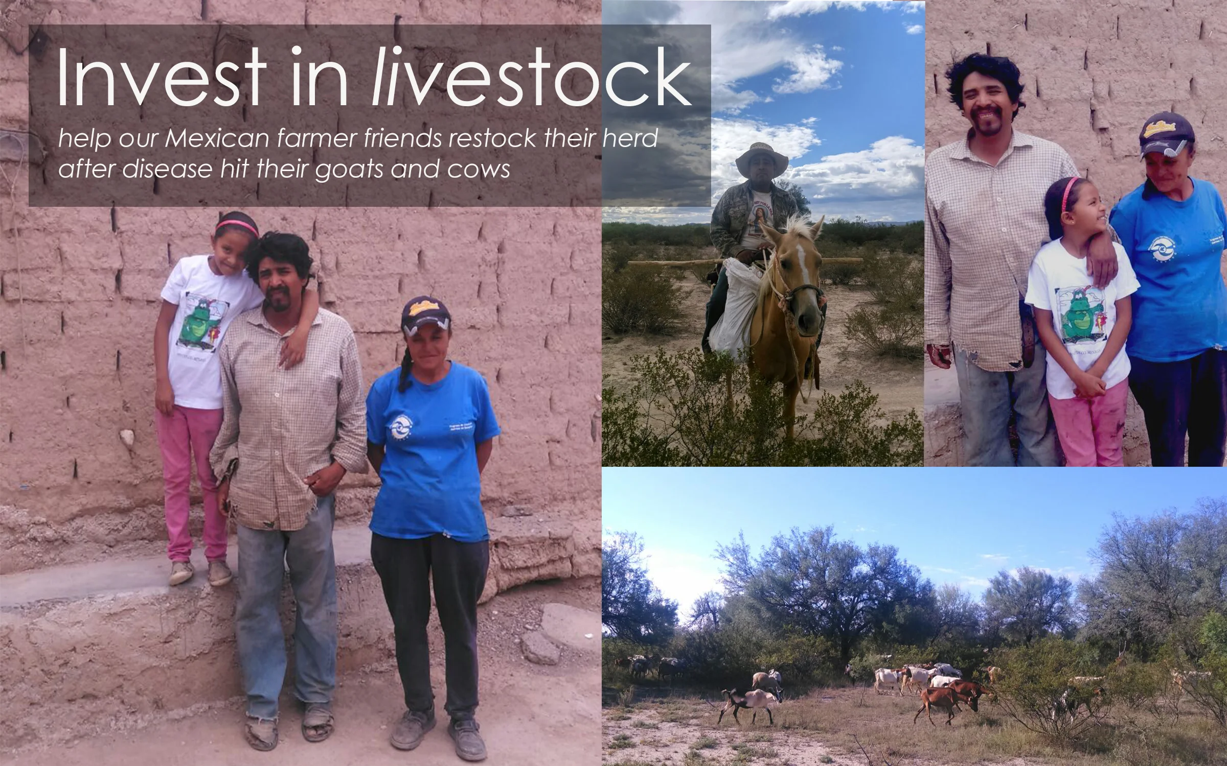 Invest in Livestock.jpg