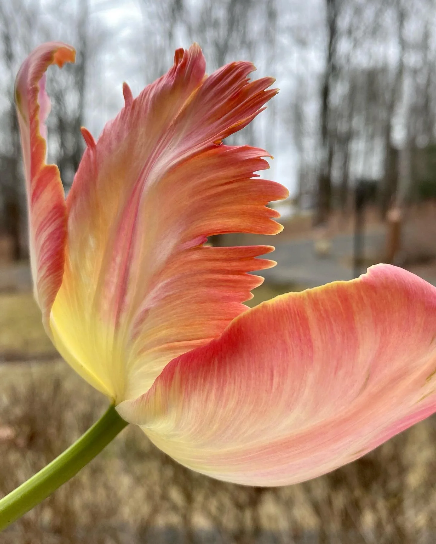 #springequinox #tulip