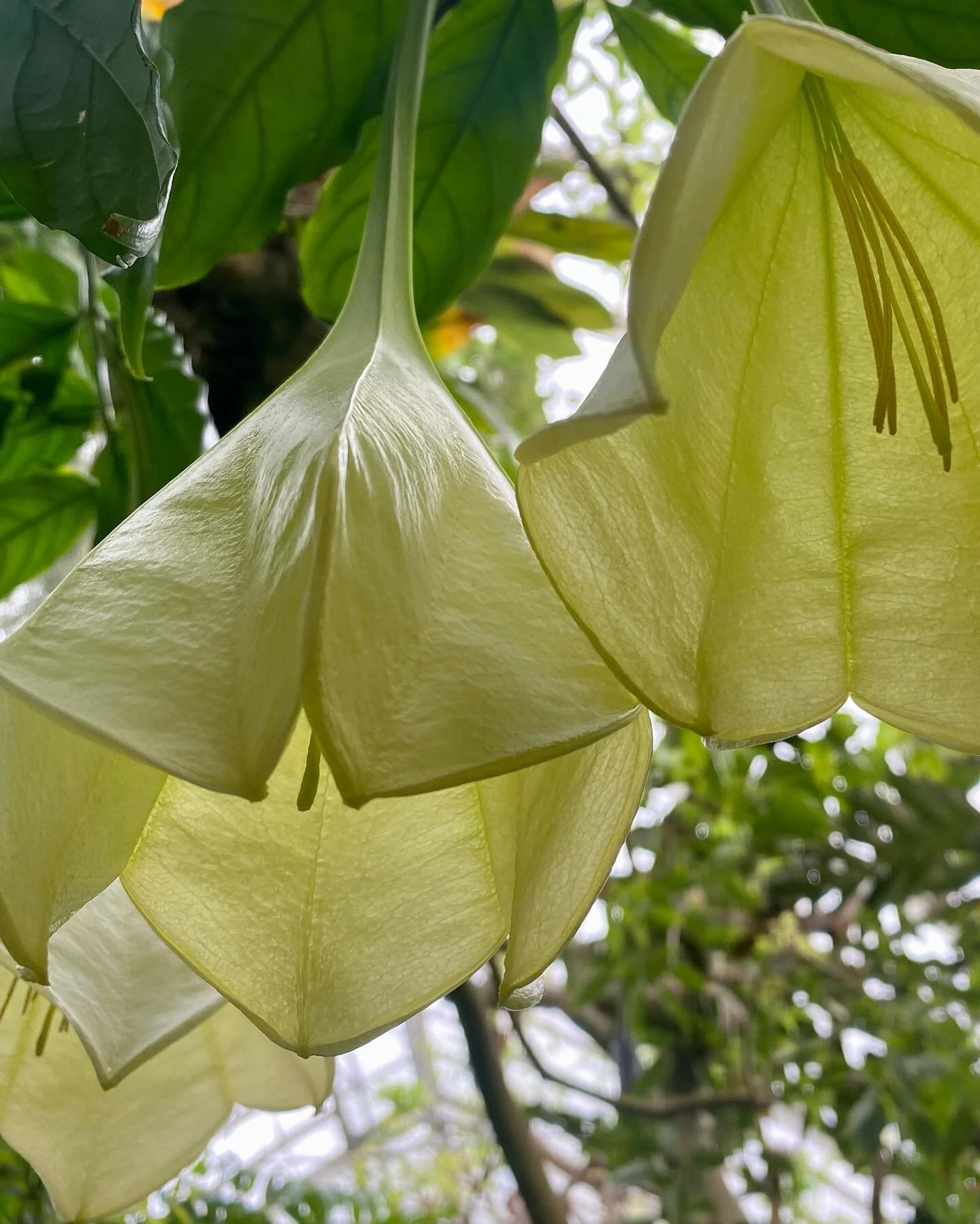 #mellowyellow 🌼
#nybg