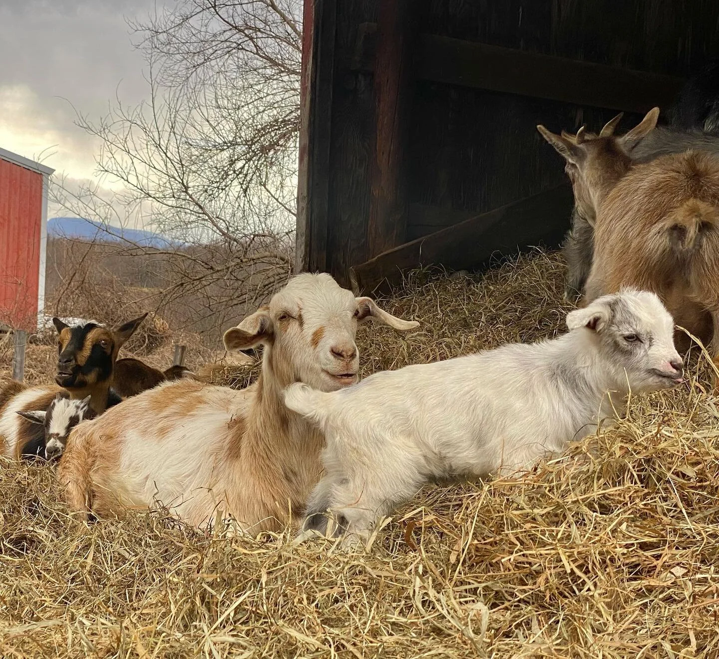 Please come live with me. 🥰 #babygoats