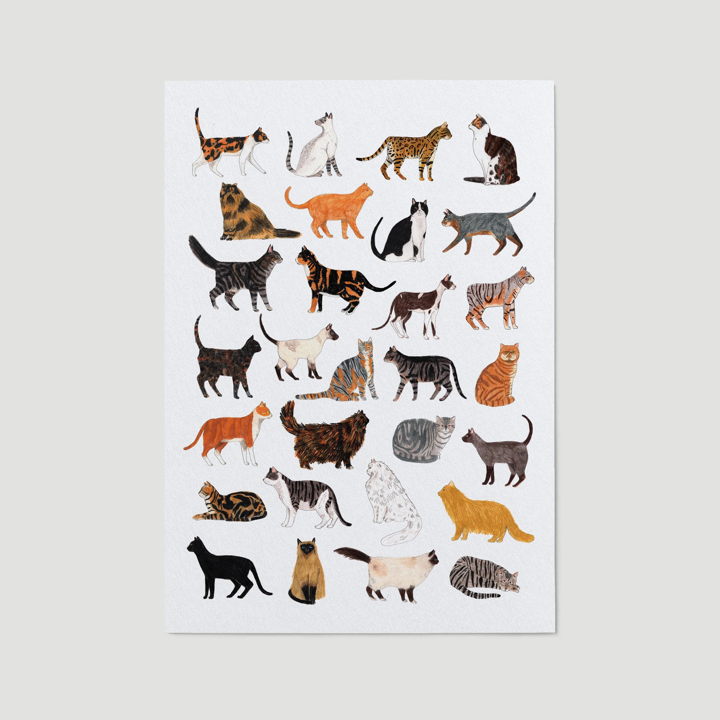 Cats-print-on-paper.jpg