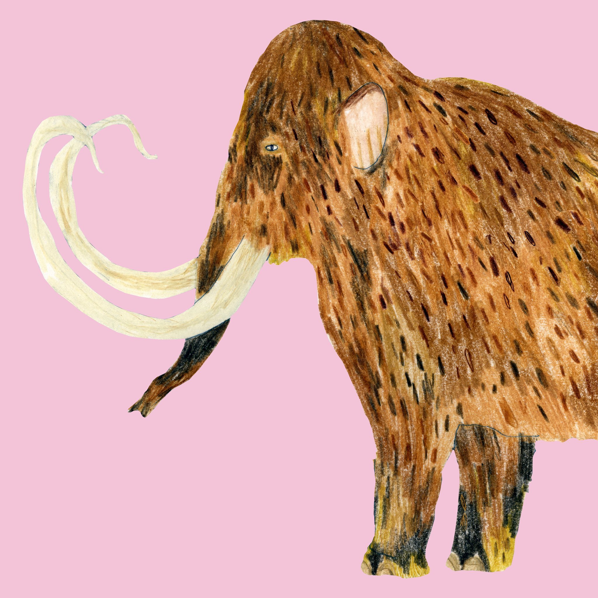 A mammoth mammoth that only half fits&hellip;

#mammoth #illustration #pencilart #animalart #prehistoricart #pencilcrayon #kidlitart #colourpencils #drawing #woollymammoth #elephant #extinctanimals #naturalhistoryillustration