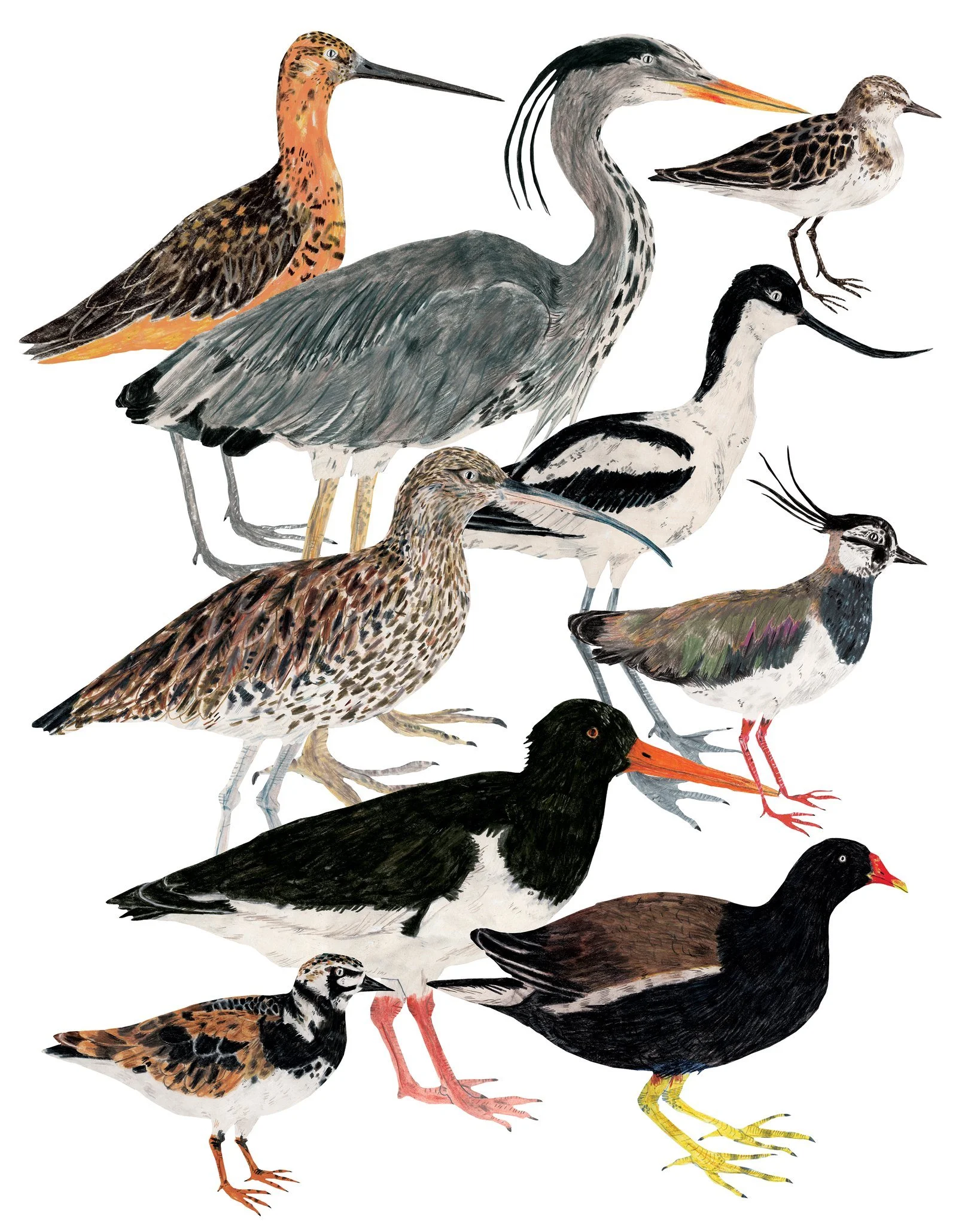Currently working on a few new designs including this collection of wading birds. 

 #birds #wadingbirds #birdlife #illustration