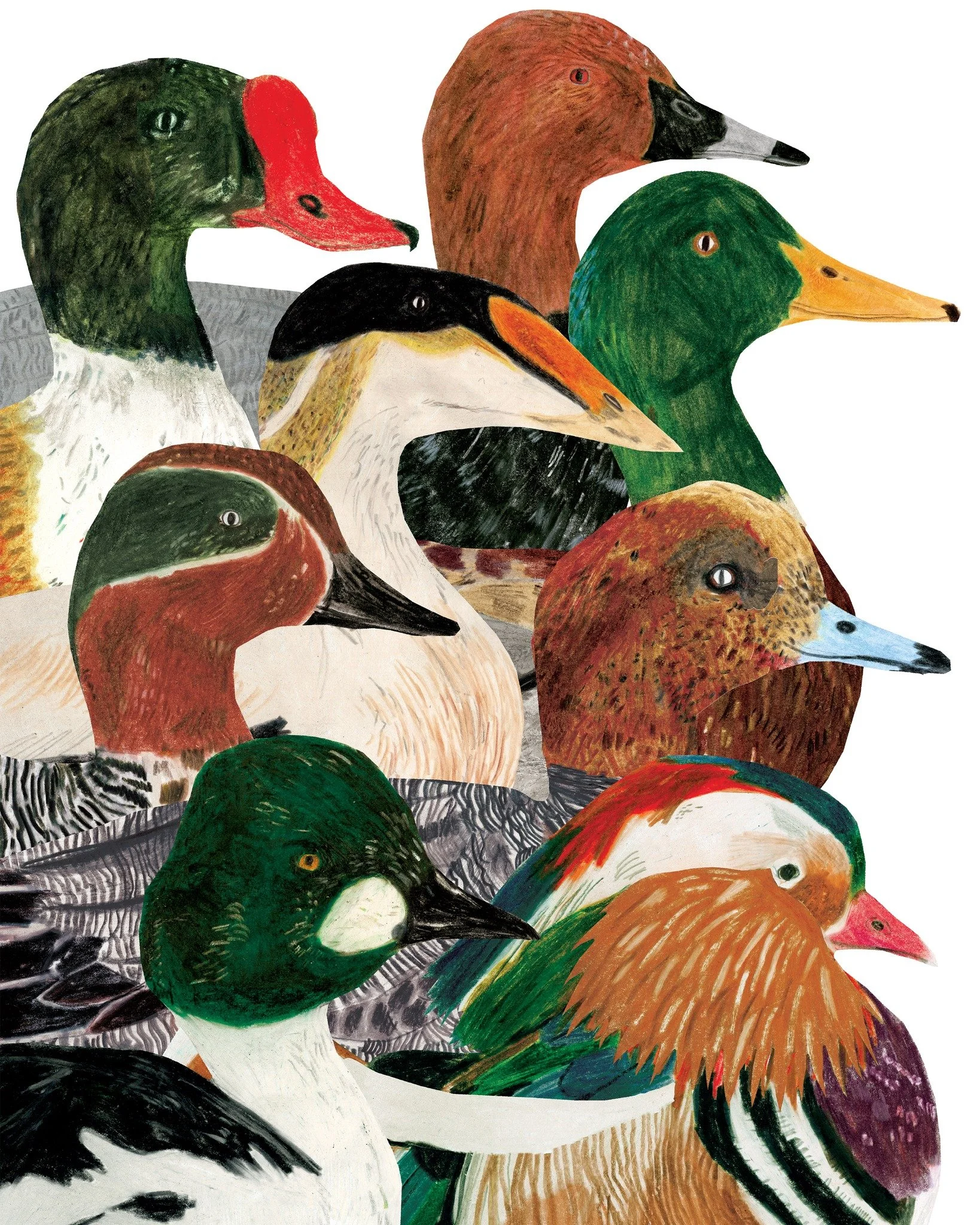 Ducks, sort of in a row. New things are up and live on the website, including  garden life and wading birds prints and cards!

 #illustration #birdlife #ducks #birdwatching