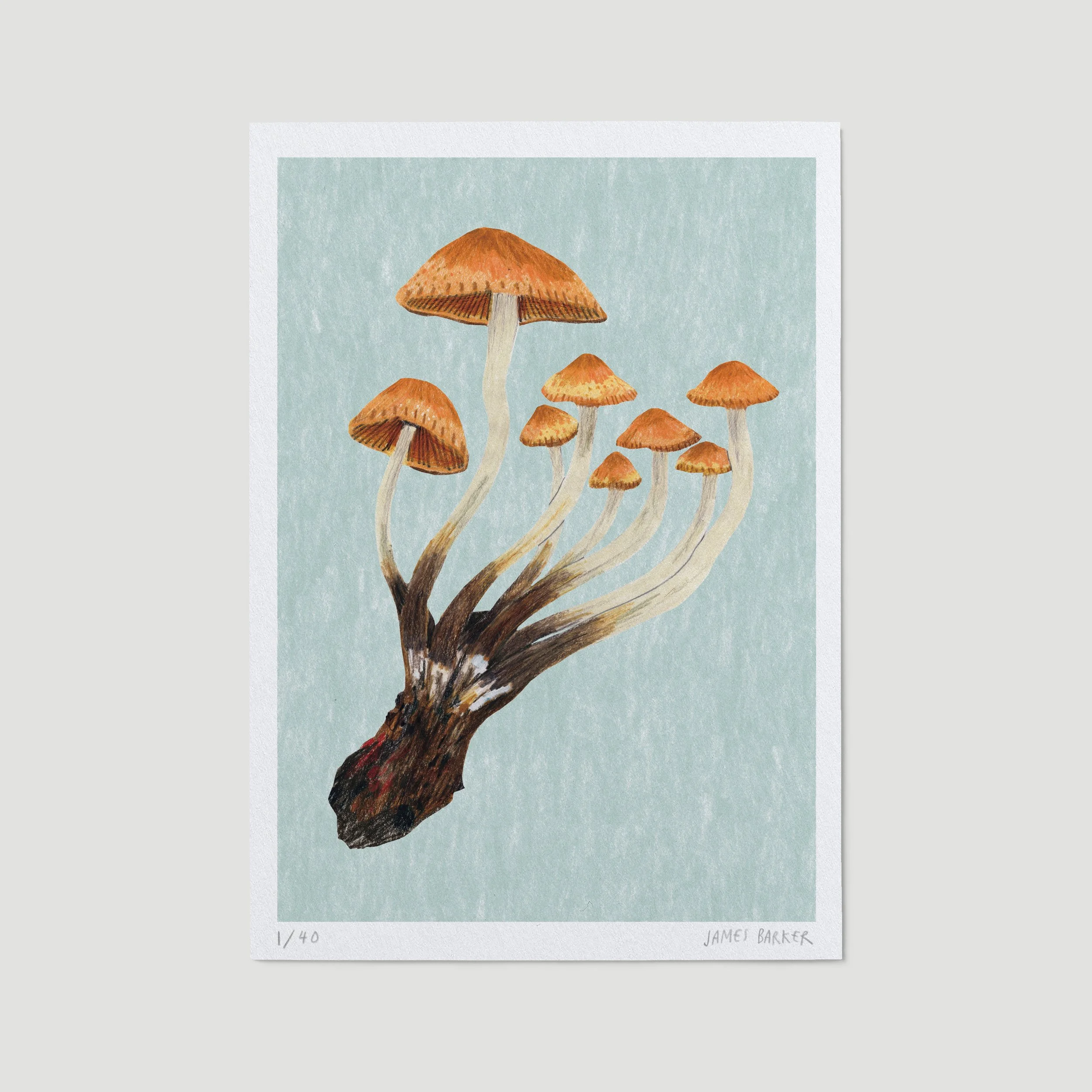 G-2-mushroom-ltd-A5.jpg