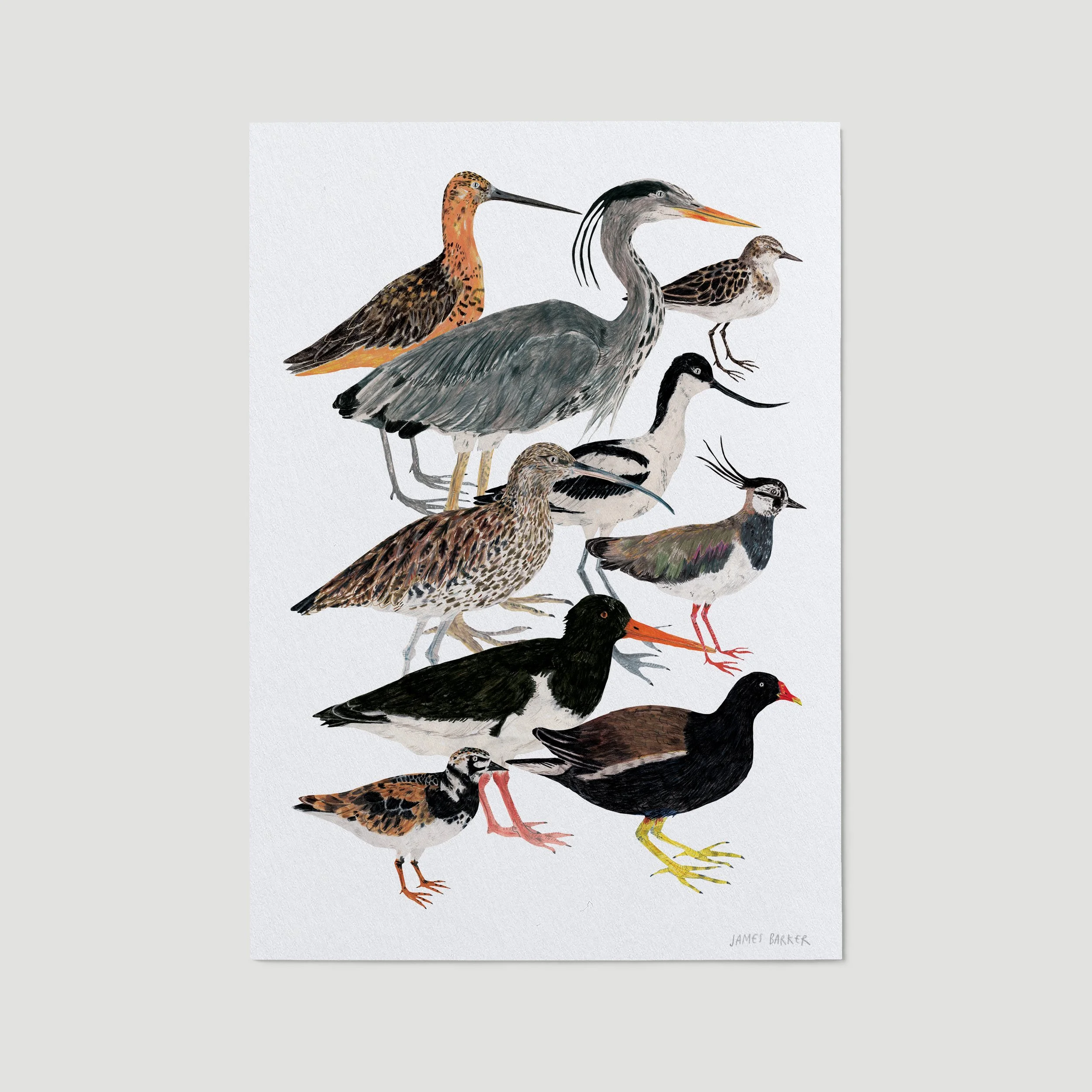 wading-birds--white-background.jpg