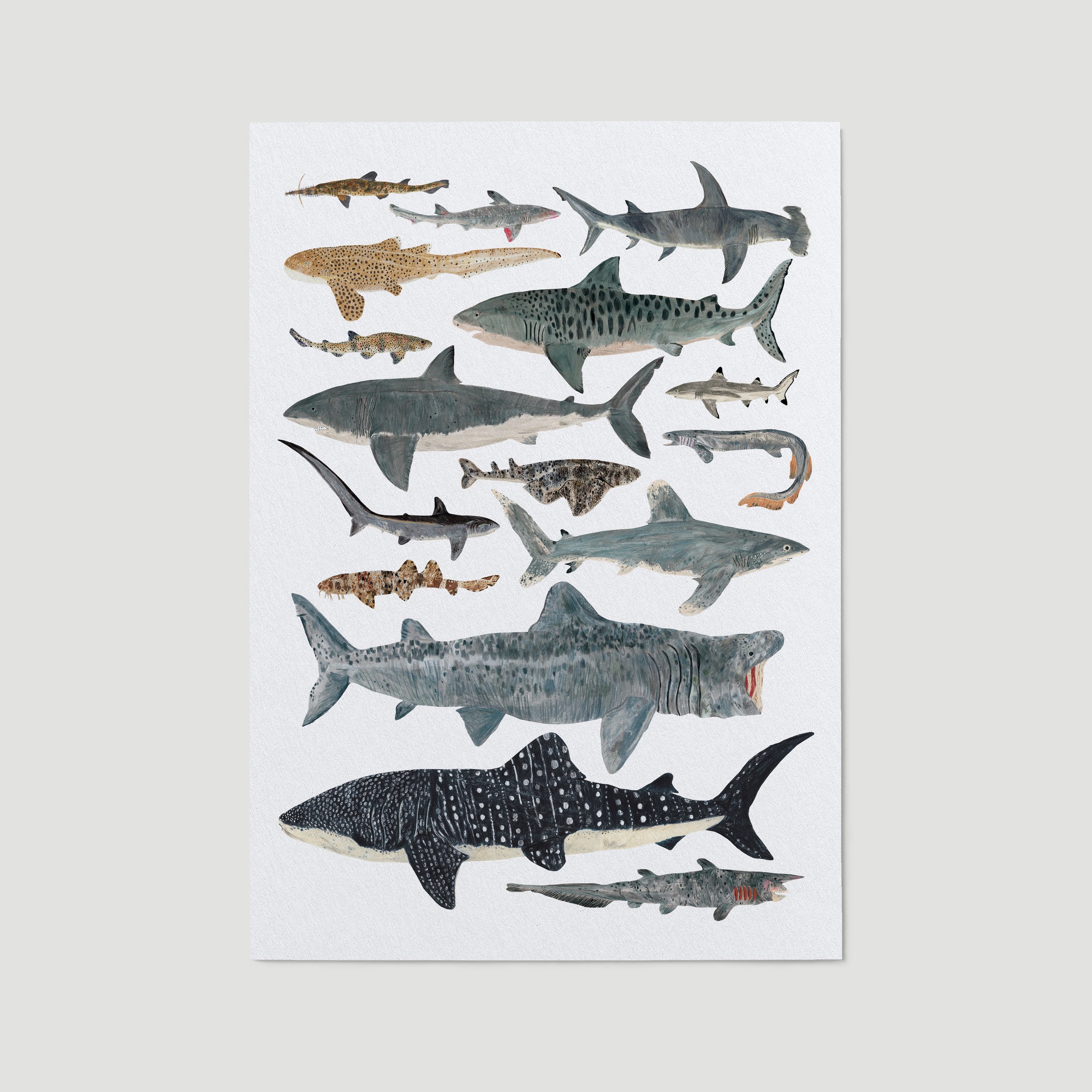 sharks-print-on-paper.jpg