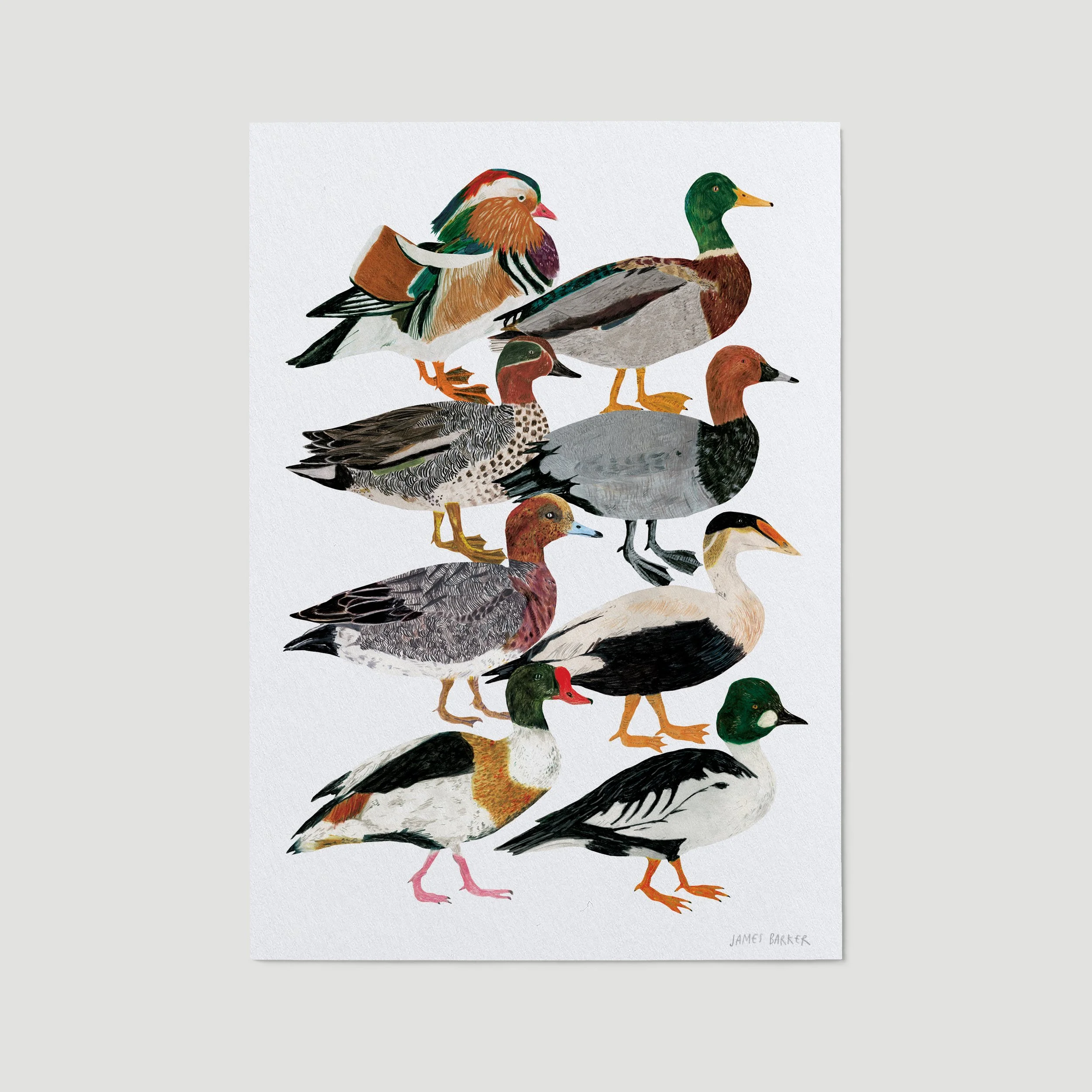 ducks-white-background.jpg