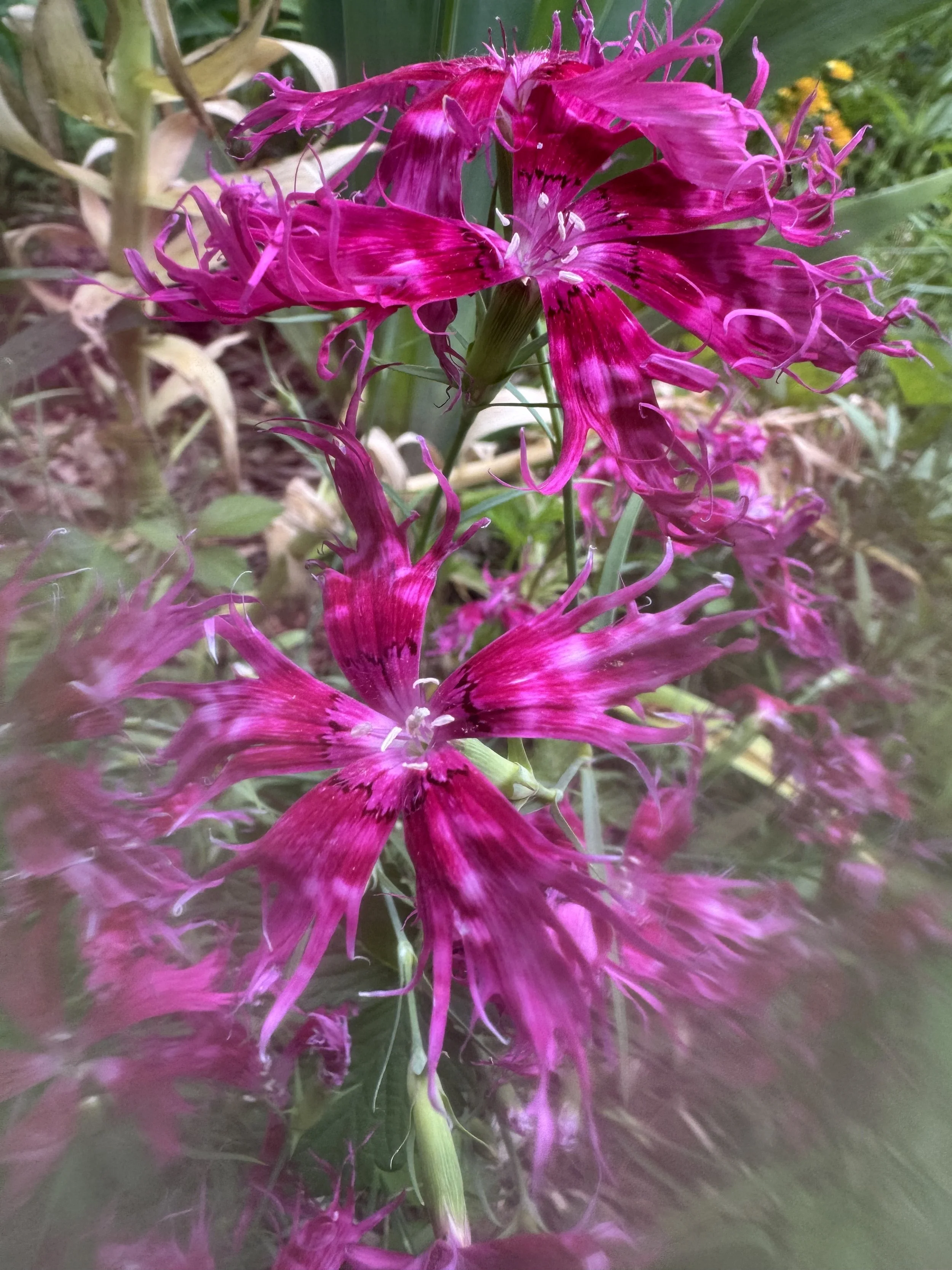 IMG_1659.jpeg