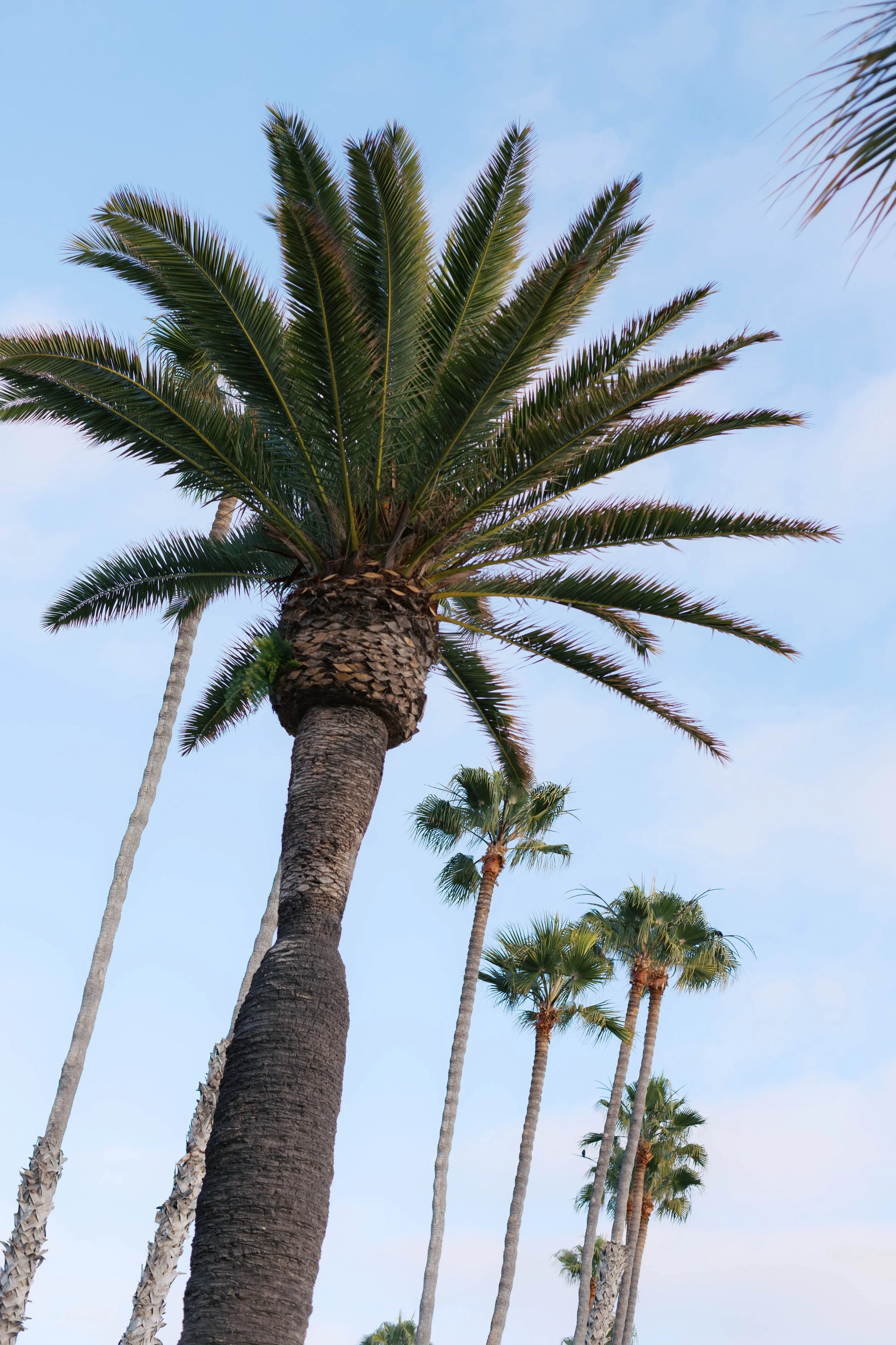 laguna-beach-proposal-photographer-alissa-noelle-photography.jpg