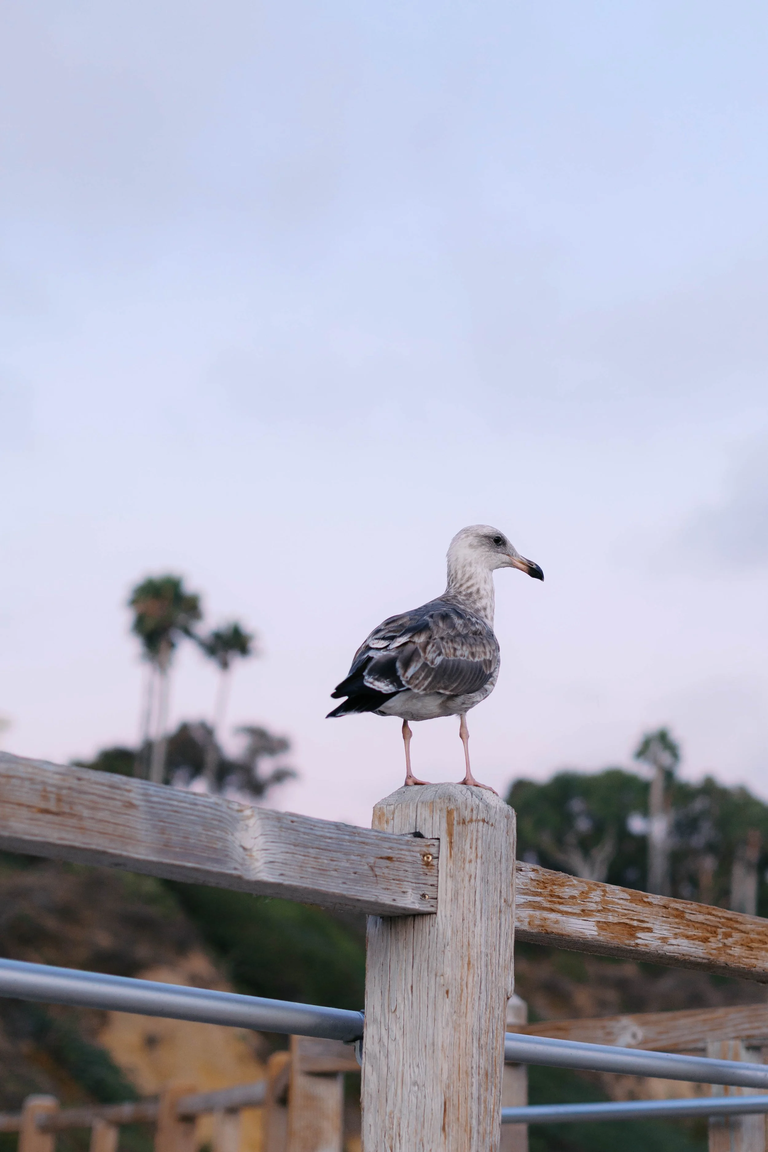 laguna-beach-proposal-photographer-alissa-noelle-photography-71.jpg